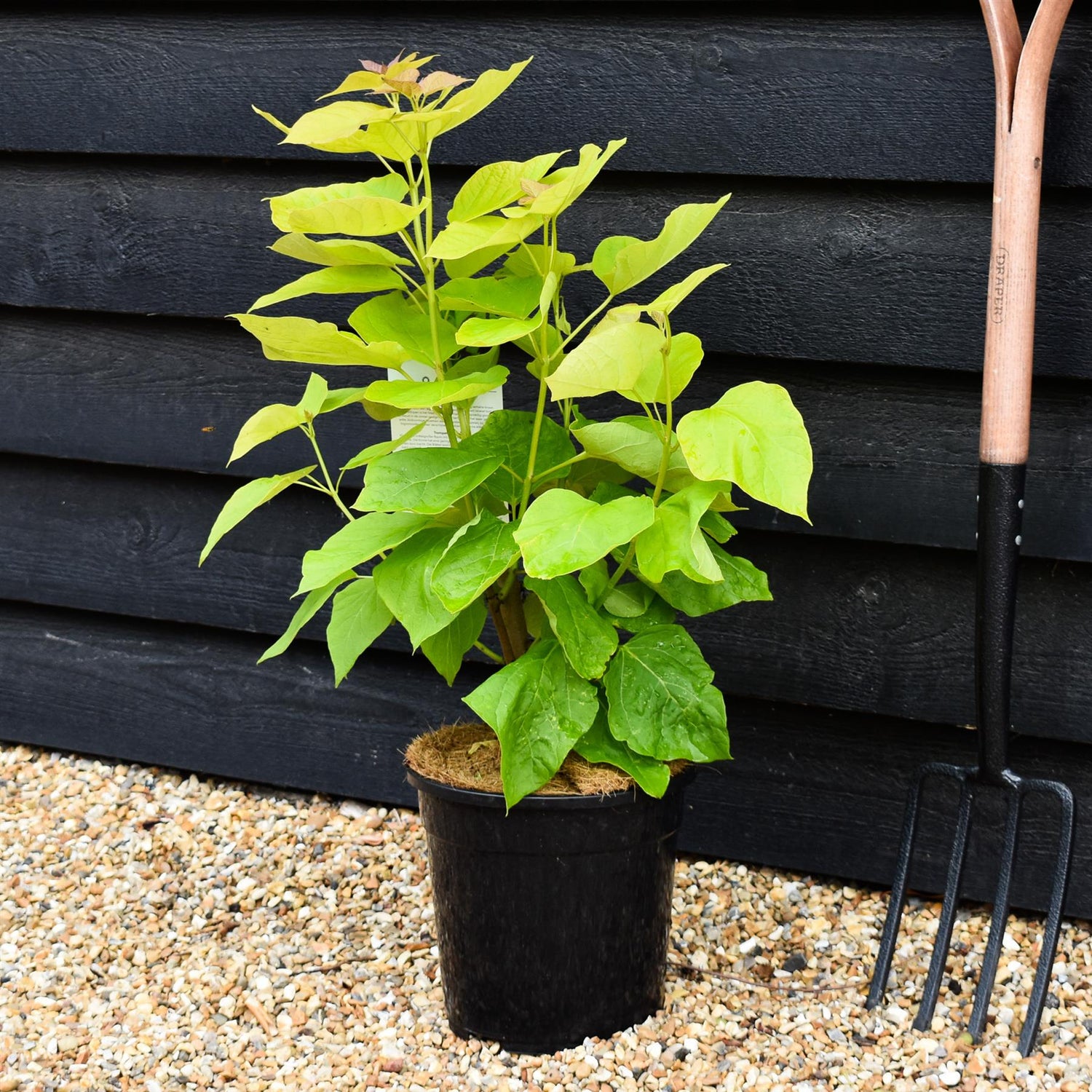 Catalpa bignonioides 'Aurea' | Golden Indian bean tree - Shrub - Height 50-70cm - 7.5lt