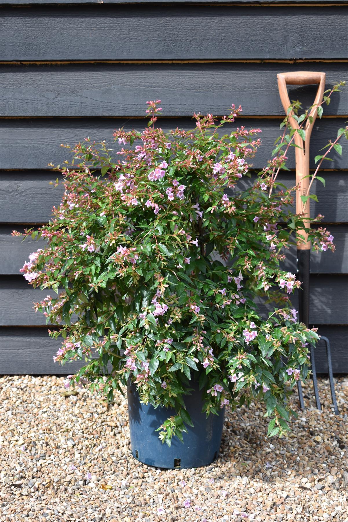 Abelia  'Edward Goucher' - 40-60cm, 12lt