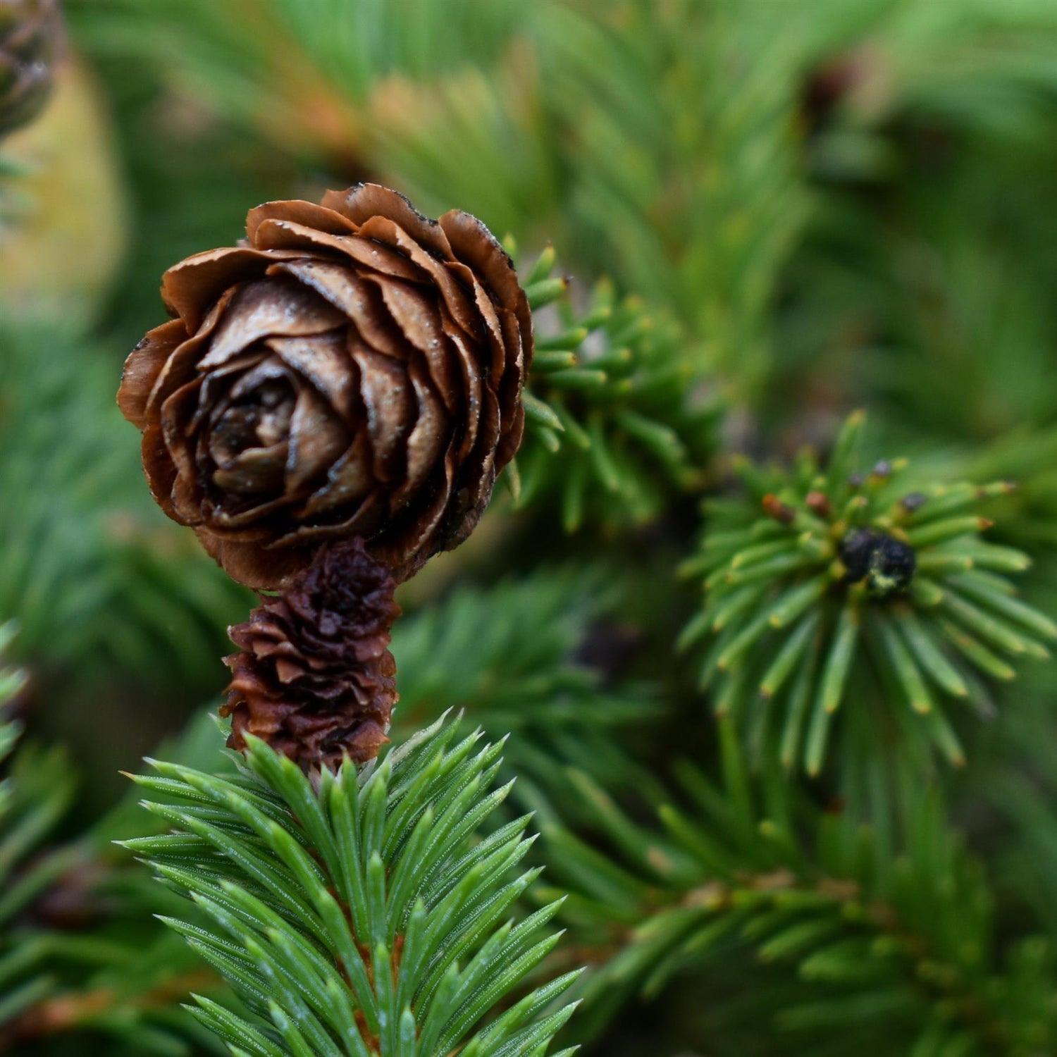 Picea abies Pusch | Norway spruce 'Pusch' - Height 10-20cm - Width 40-50cm - 12lt