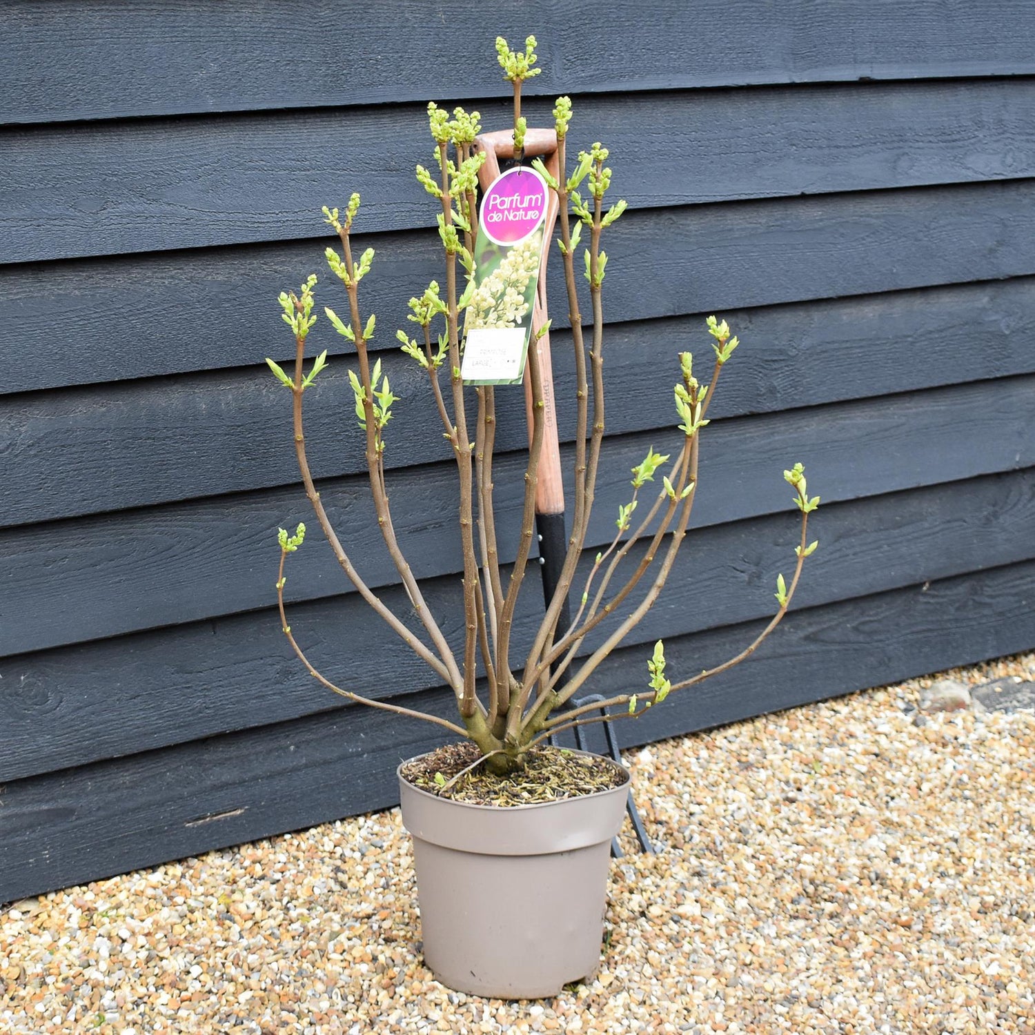 Lilac ''Primrose' | Syringa vulgaris - Height 80-100cm - 10lt