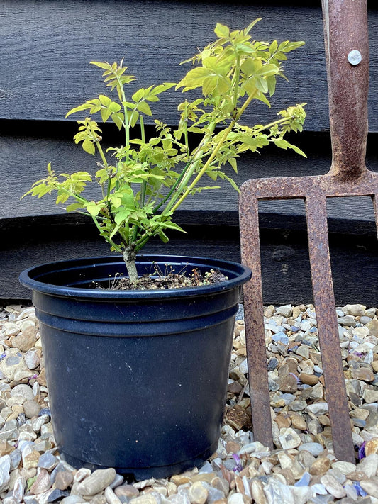 Jasminum officinale 'Sunbeam' | Jasmine 'Sunbeam' - 10-20cm - 3lt