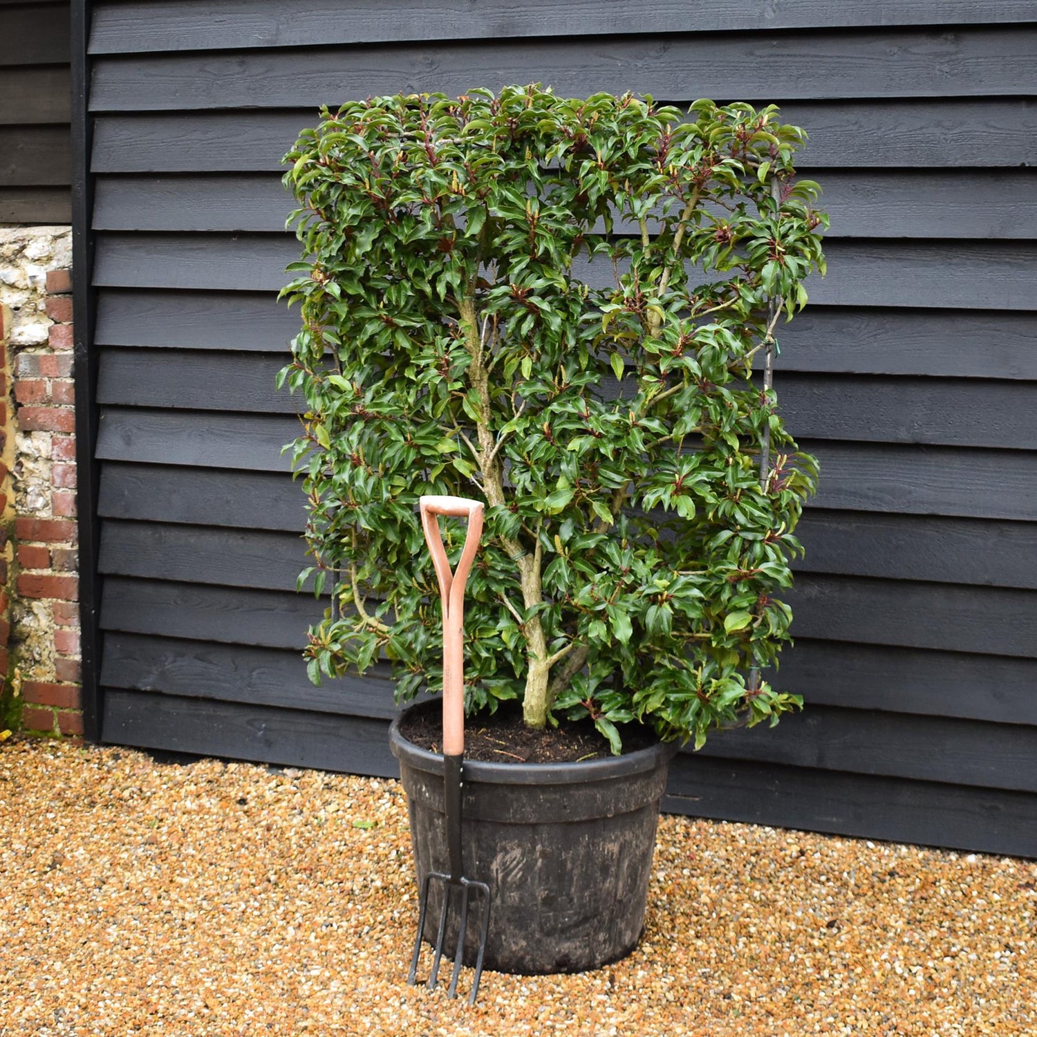 Prunus Lusitanica | Portuguese Laurel Cherry - Frame - Height 130-140cm - Width 100-110cm- 90lt