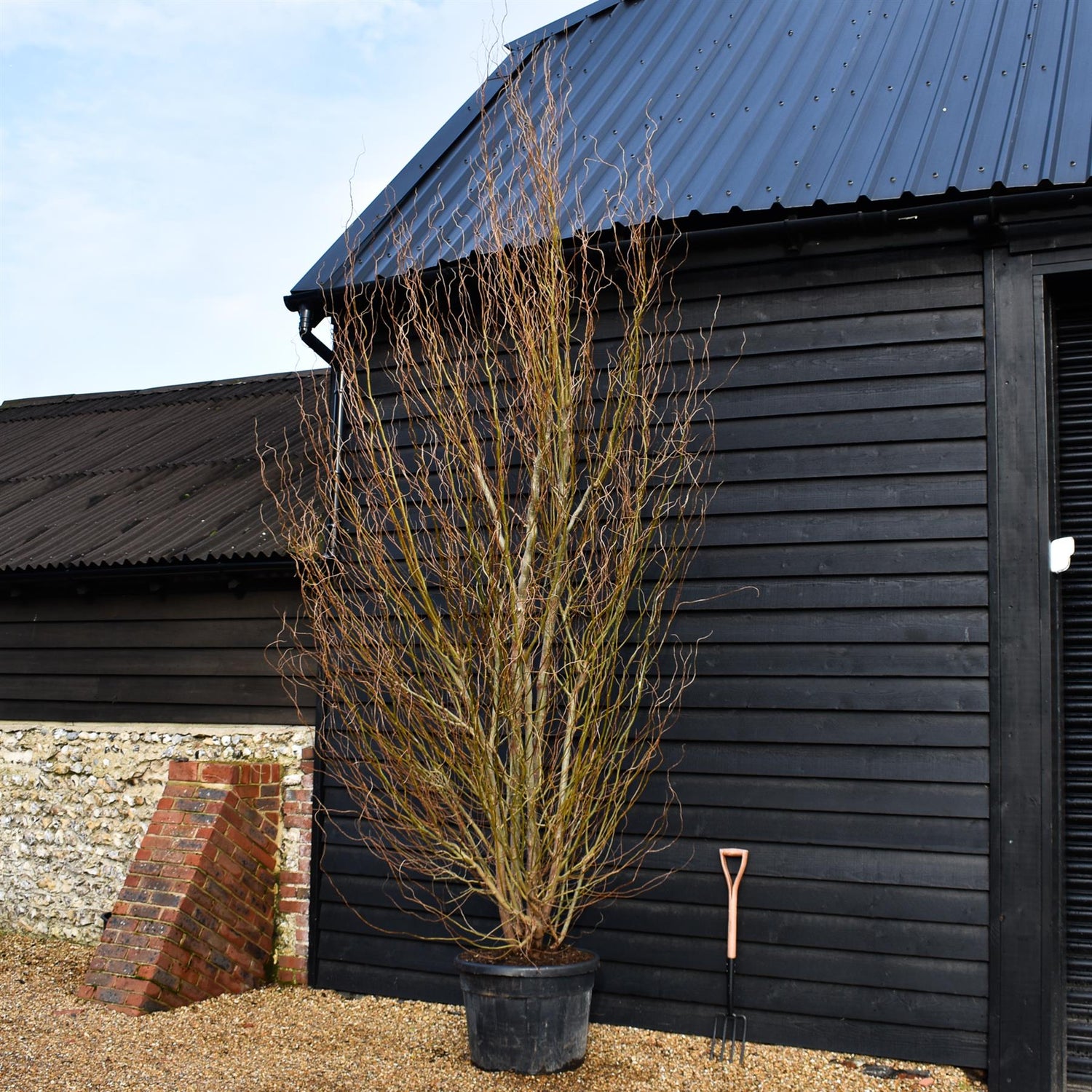 Salix matsudana Tortuosa | Wiggerly Willow - Bushy Tree - Height 390-410cm - 70lt