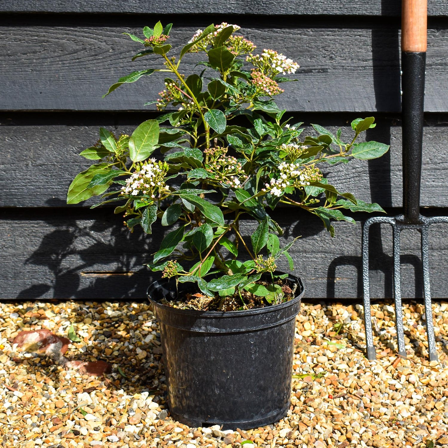 Viburnum tinus 'Gwenllian' - 40-60cm, 5lt