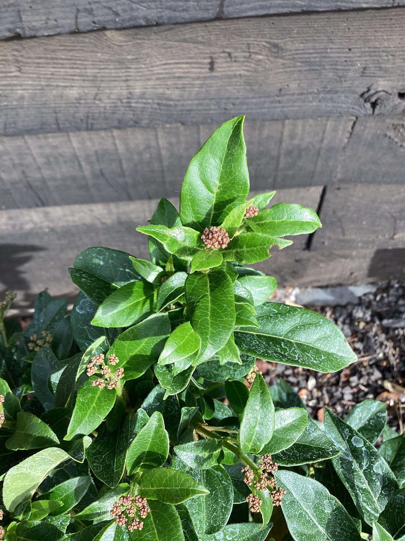 Viburnum tinus Eve Price - 20lt