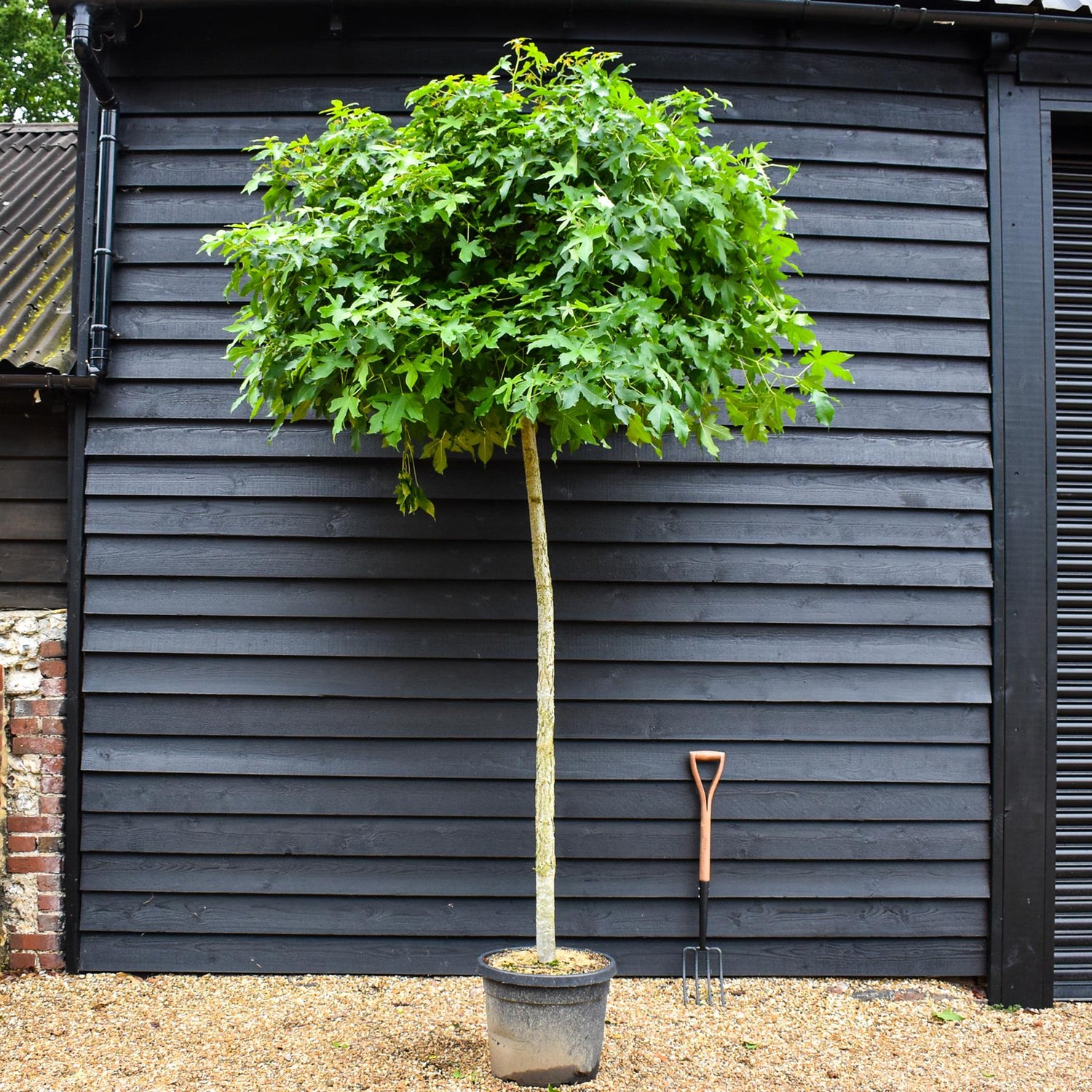 Liquidambar styraciflua 'Gum Ball' | Sweet gum 'Gum Ball' - 180-220cm, 45lt
