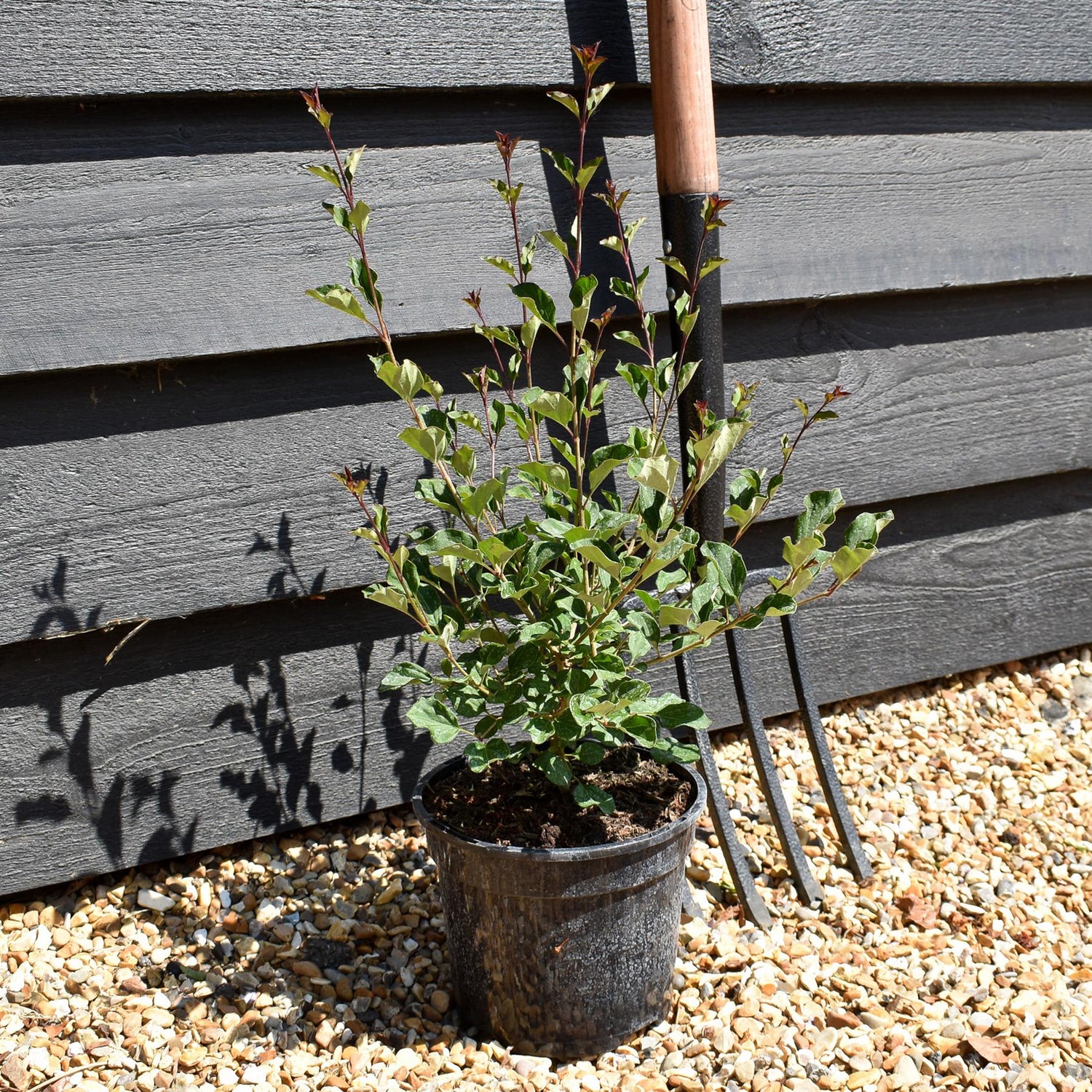 Syringa Red Pixie -  Shrub - Height 15-25cm - 3lt