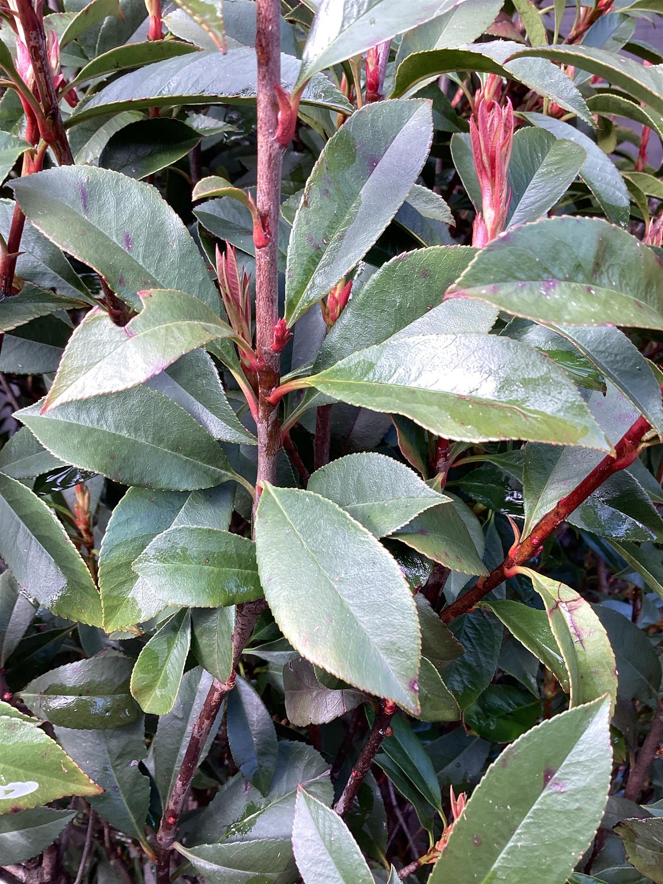 Photinia Red Robin - Compacta - Bushy - Height 170-180cm - 35lt