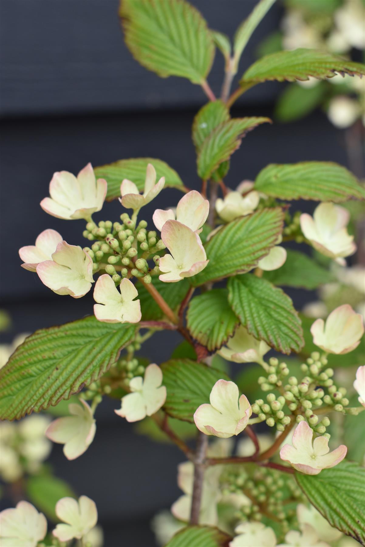 Viburnum tinus 'Pink Beauty' - 100-150cm, 20lt