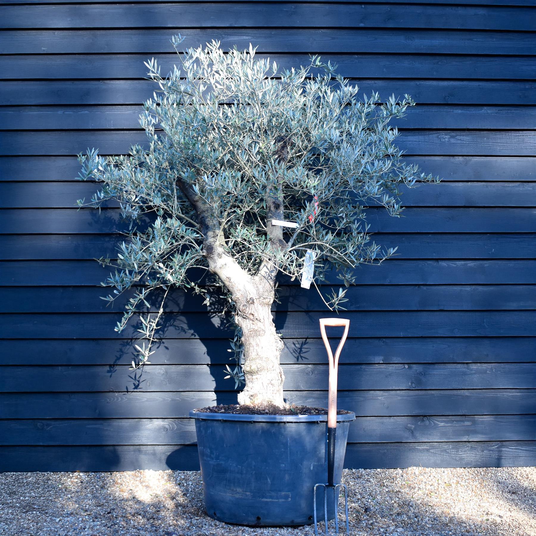Olive Tree |Olea Europea - Specimen - Straight double branch - Trunk h ...