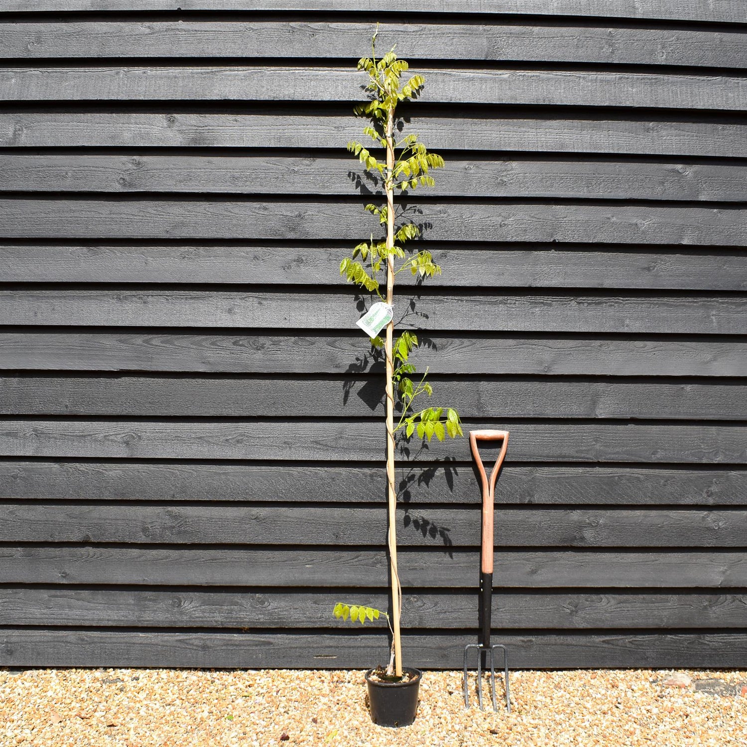 Wisteria floribunda | Japanese wisteria 'Longissima Alba' - Cane - Height 150-200cm - 3lt