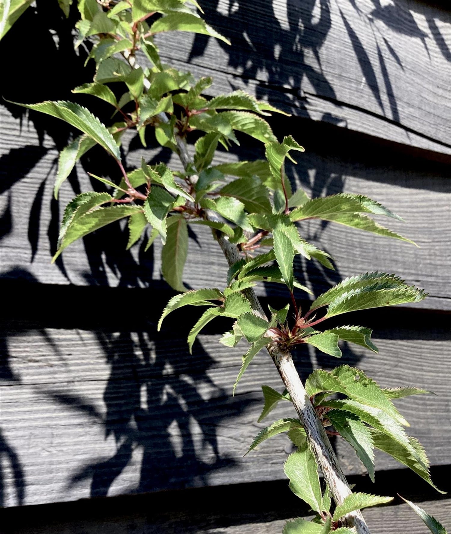 Prunus 'Okame' (cherry 'Okame') 1/2 Std Girth 10-12cm - 200-250cm, 25lt