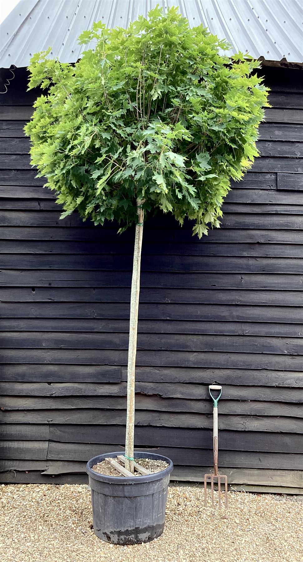 Acer platanoides 'Globosum' | Globe Norway Maple - Girth 18cm - 350-360cm - 110lt