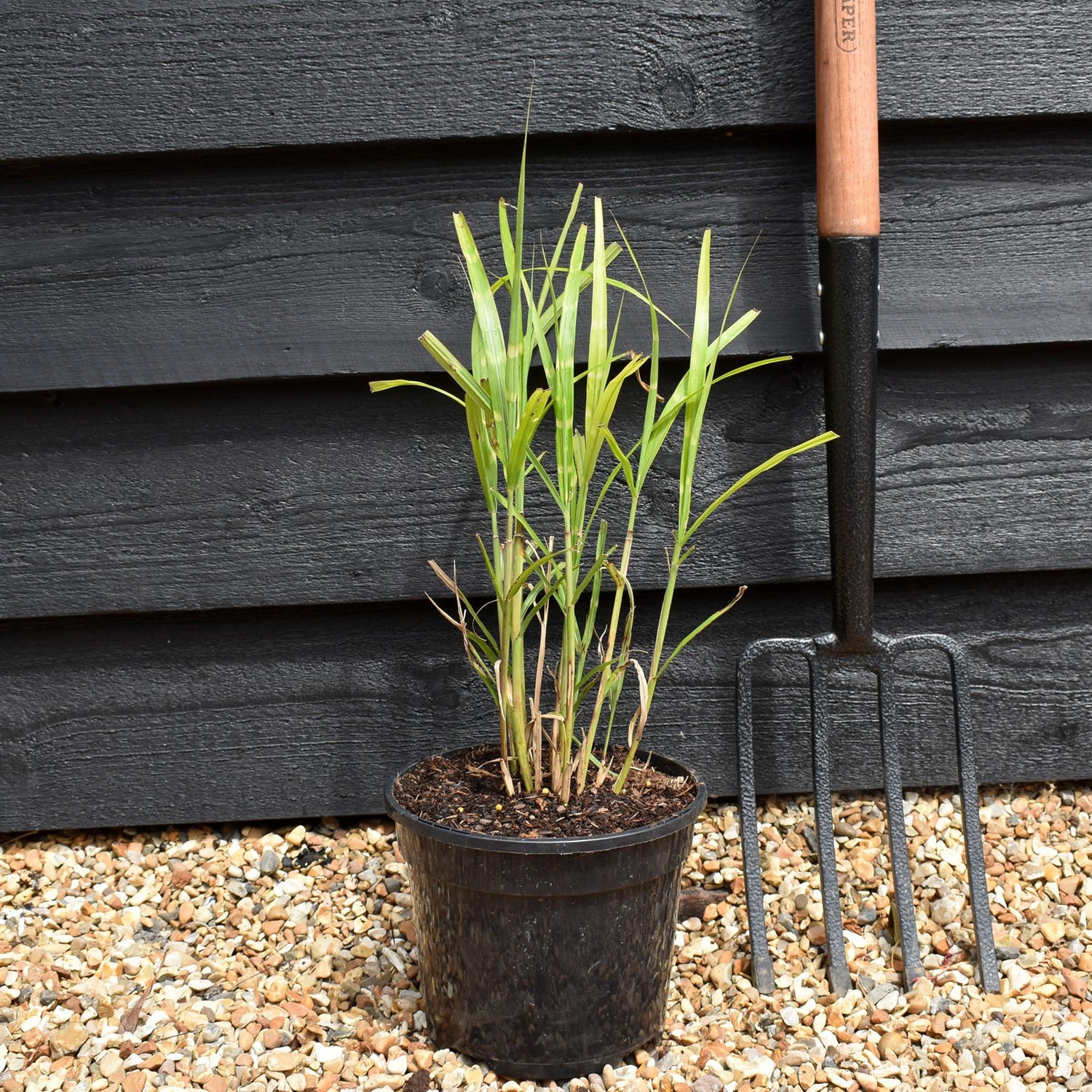 Miscanthus sinensis 'Strictus' | Eulalia 'Strictus' - Grass - Perennial - 3lt