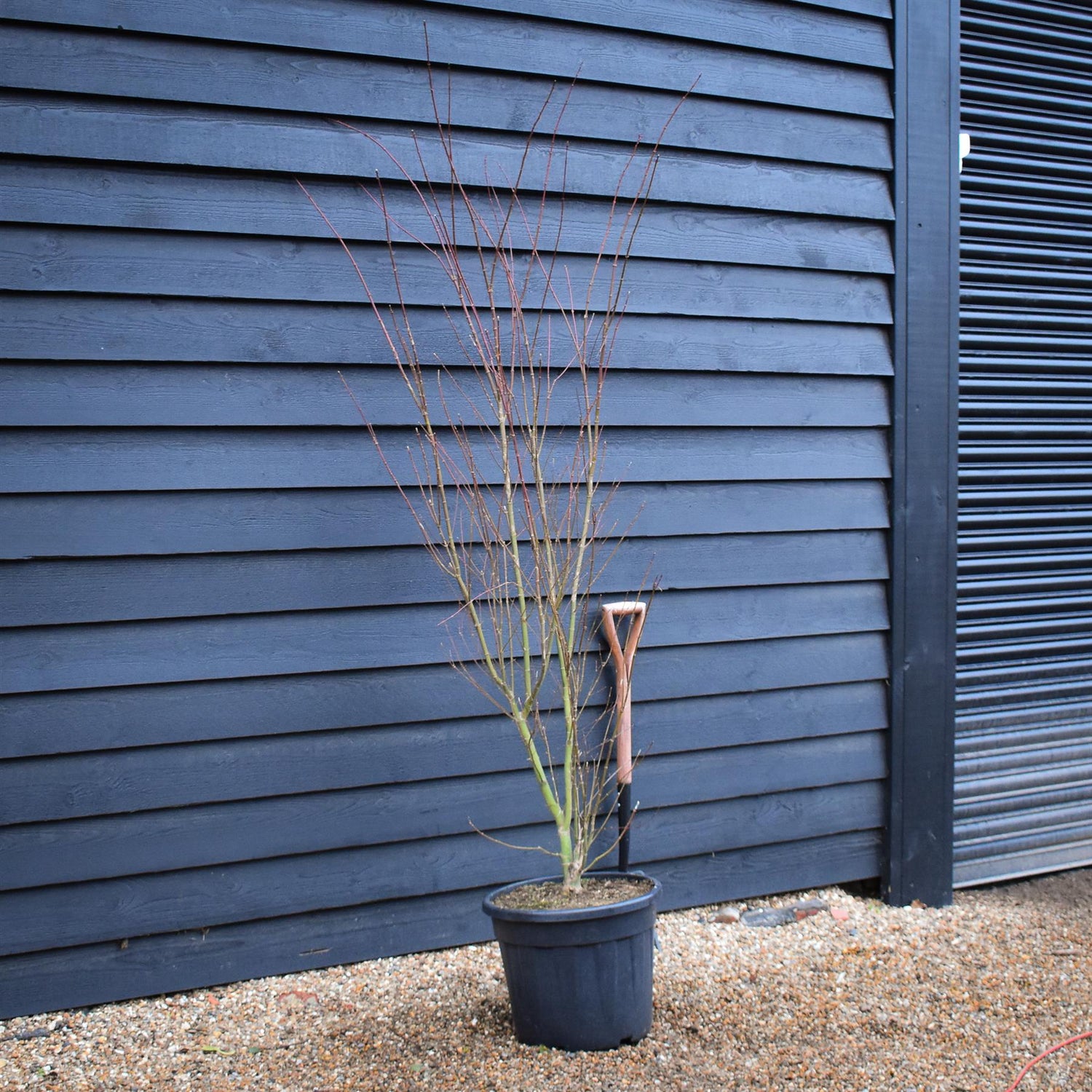 Japanese Maple | Acer palmatum 'Orange Lace' - Bushy - Height 180-190cm - 35lt