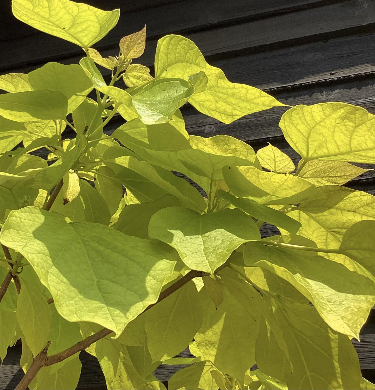 Catalpa bignonioides 'Aurea' | Golden Indian bean tree - 250-270cm, 25lt