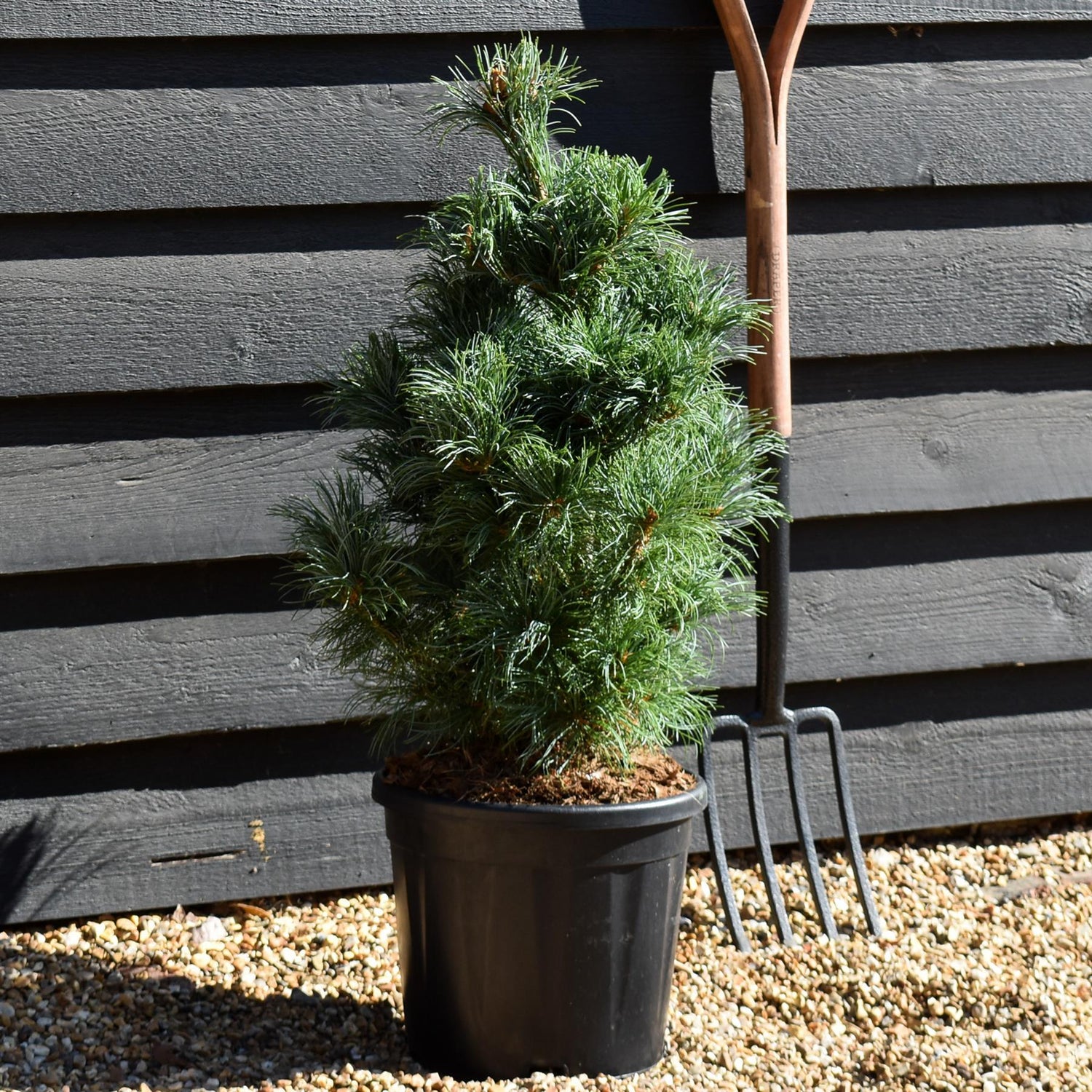 Pinus parviflora Schoons Bonsai | Japanese white pine - Bushy - Height 60-70cm - 10lt