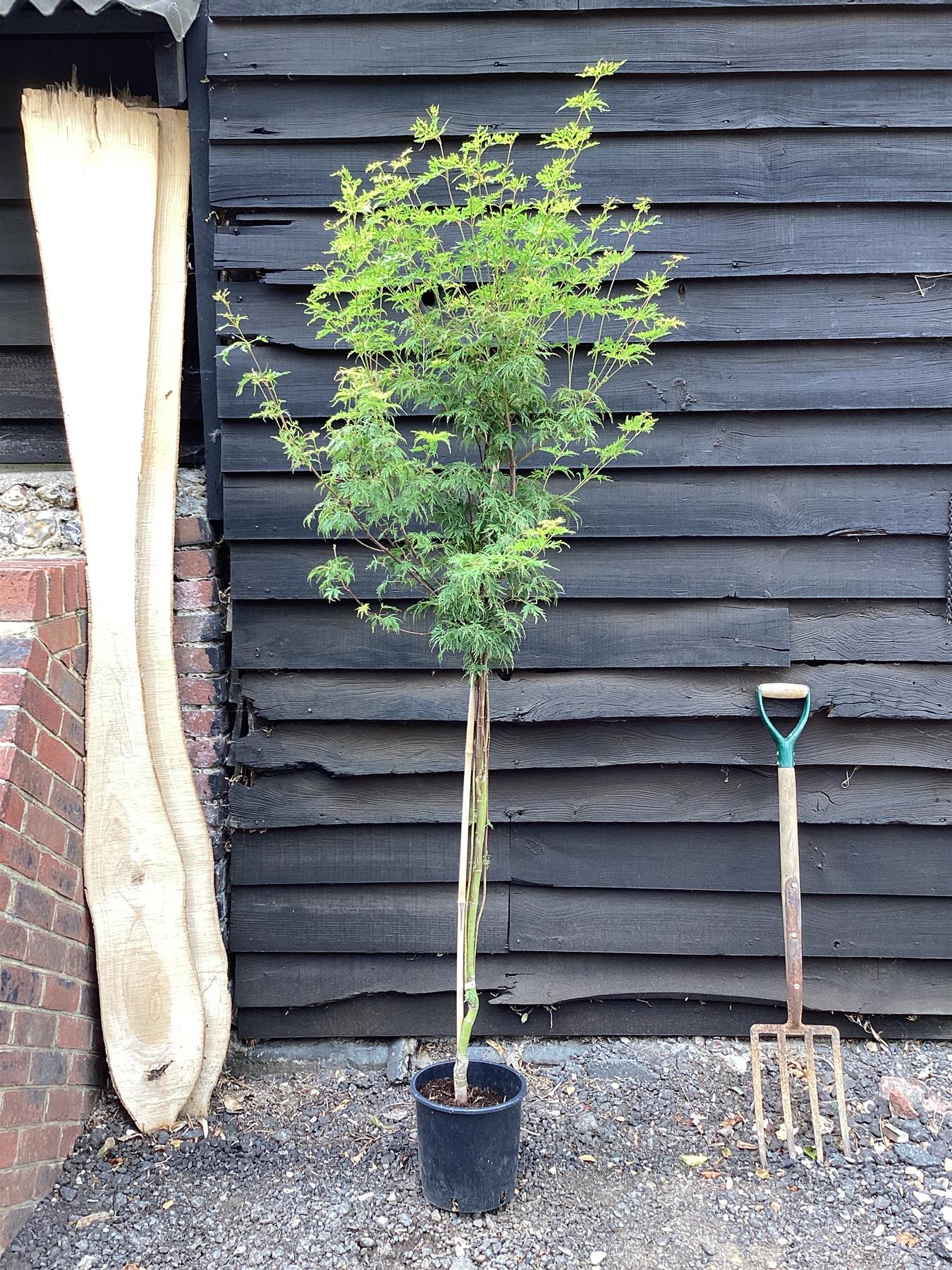 Acer palmatum Seryru 1/2 std | Japanese maple 'Seiryu', Clear Stem - 120-150cm, 10lt