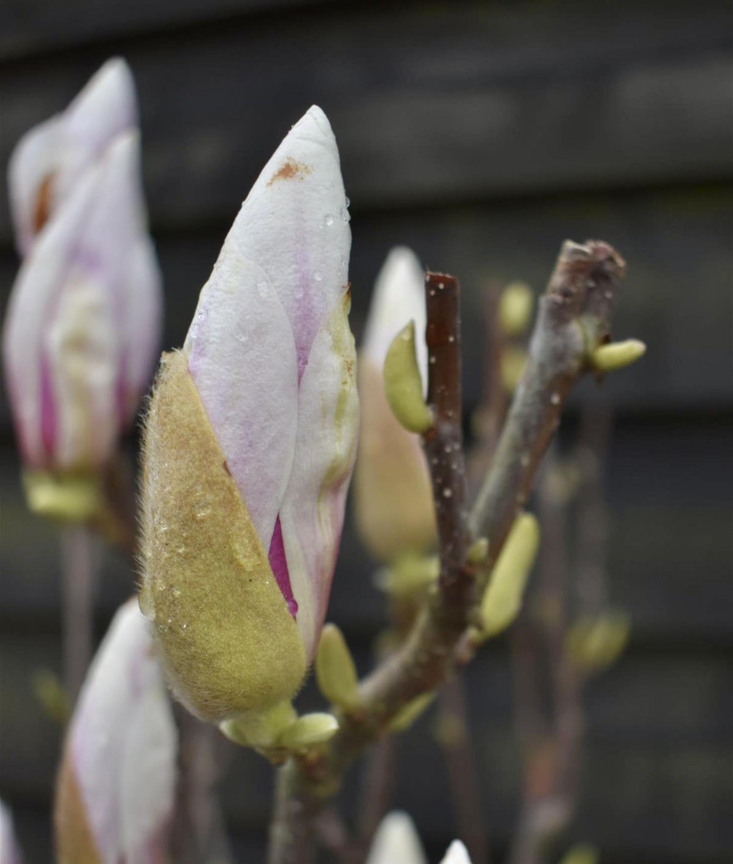 Magnolia Soulangeanan | Saucer Magnolia 1/2 Std Clear Stem - 135-180cm, 15lt