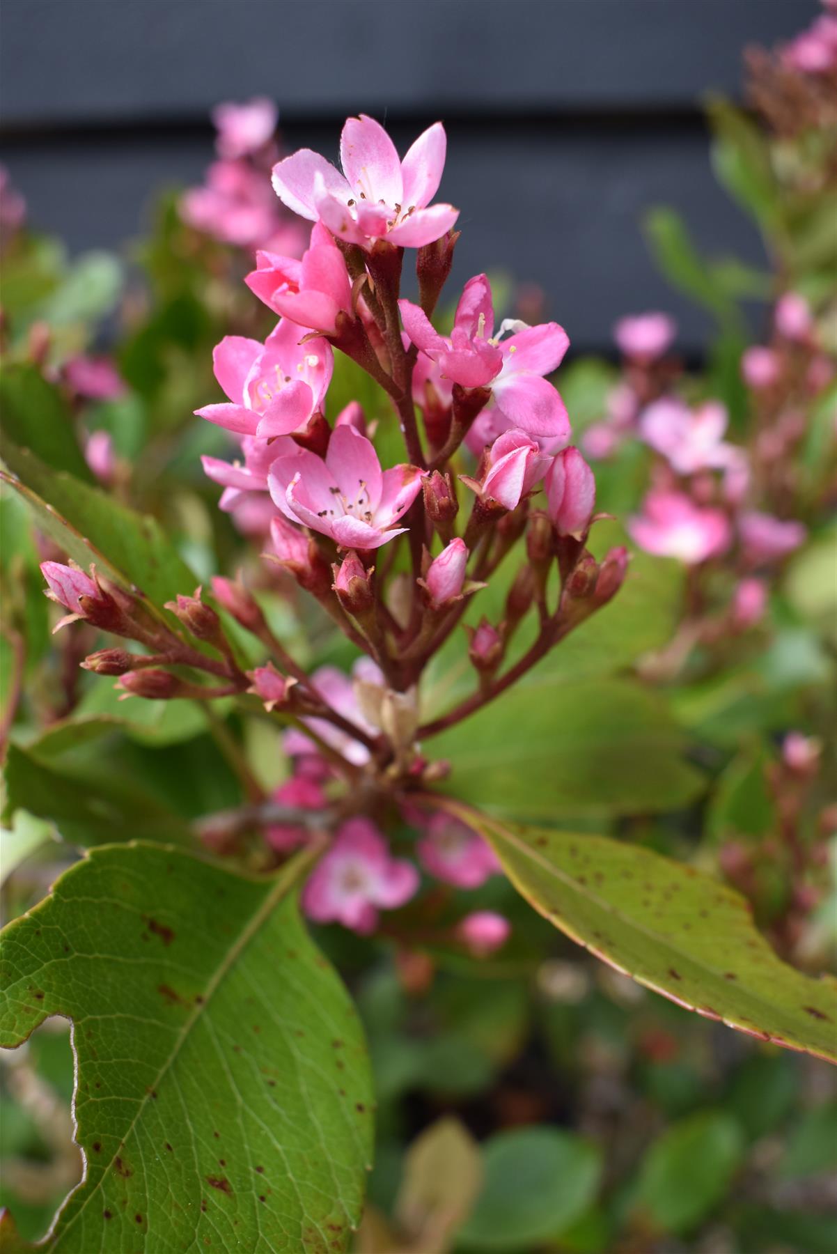 Rhaphiolepis umbellata (pink) | Yeddo  - 90cm, 10lthawthorn