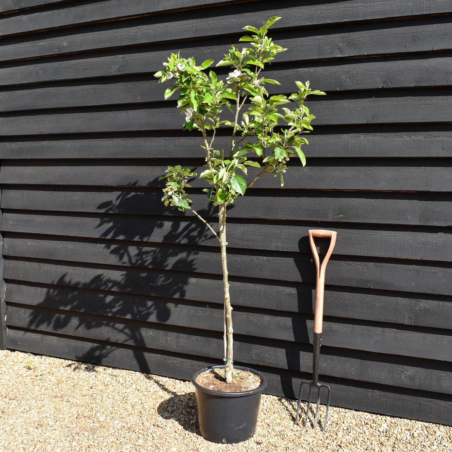 Apple tree 'Kidd's Orange Red' | Malus domestica - MM106 - Semi-Dwarfing - Height 160-170cm - 20lt