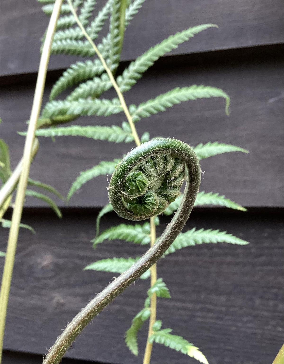 Dicksonia antarctica | Australian tree fern - 70-80cm - 7lt – Arundel ...