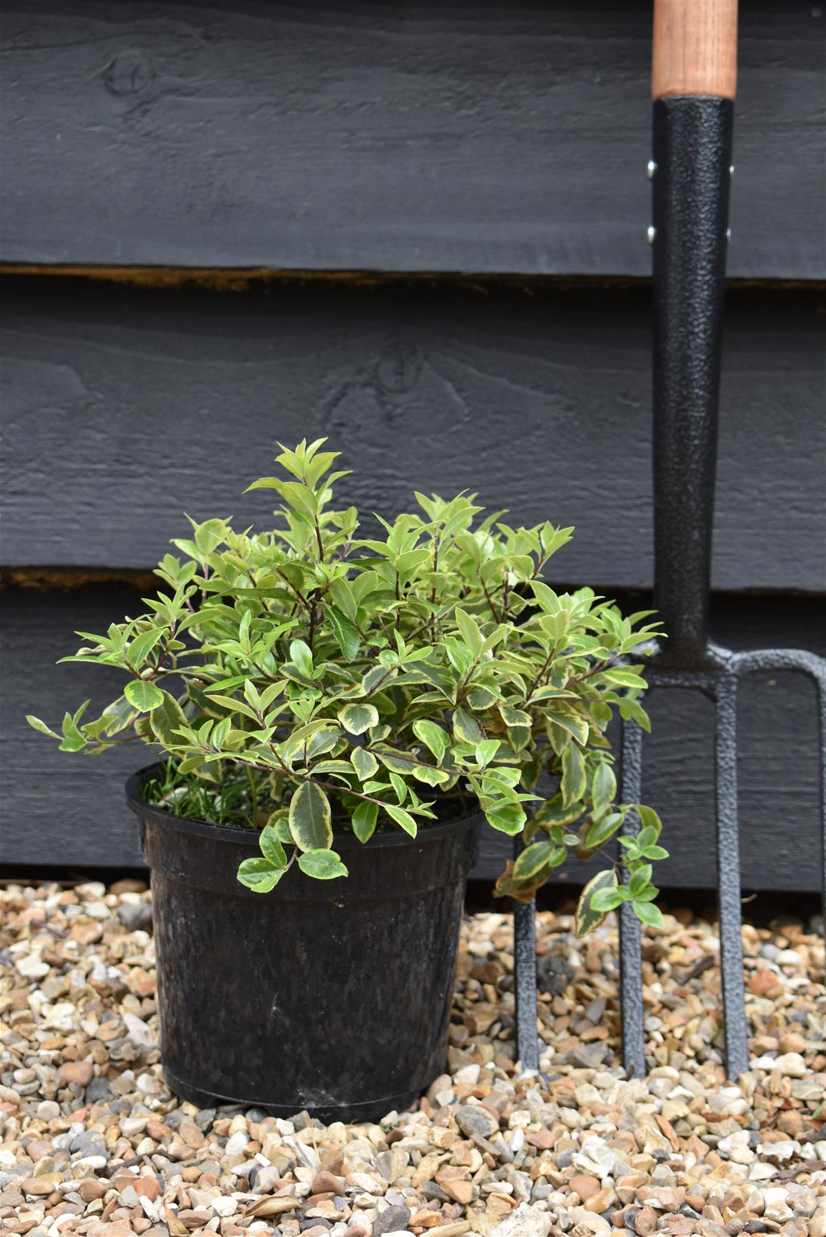 Pittosporum tenuifolium 'Glo Ball' - 15-25cm - 3lt