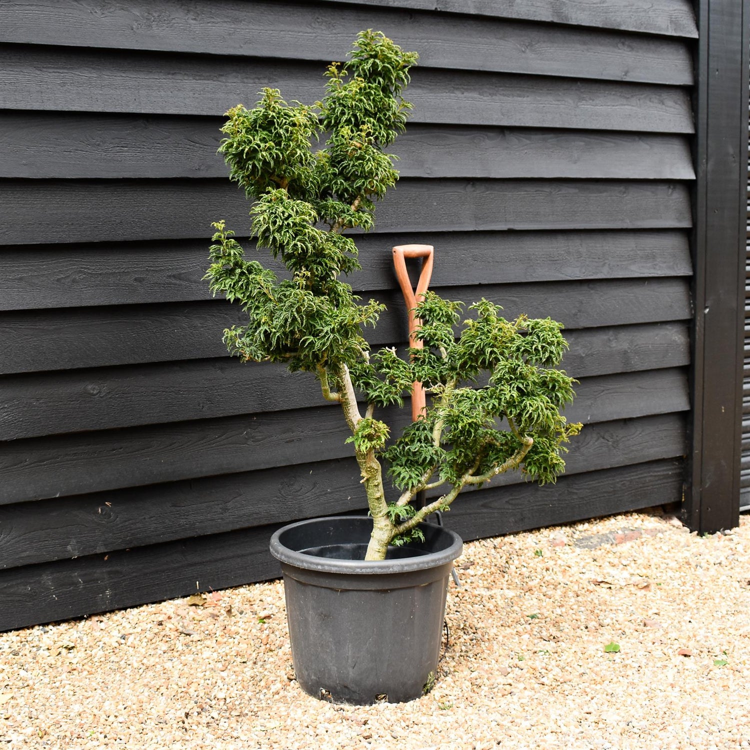 Acer palmatum 'Crispifolium'  (Shishi Gashira Maple) - 130cm, 45lt