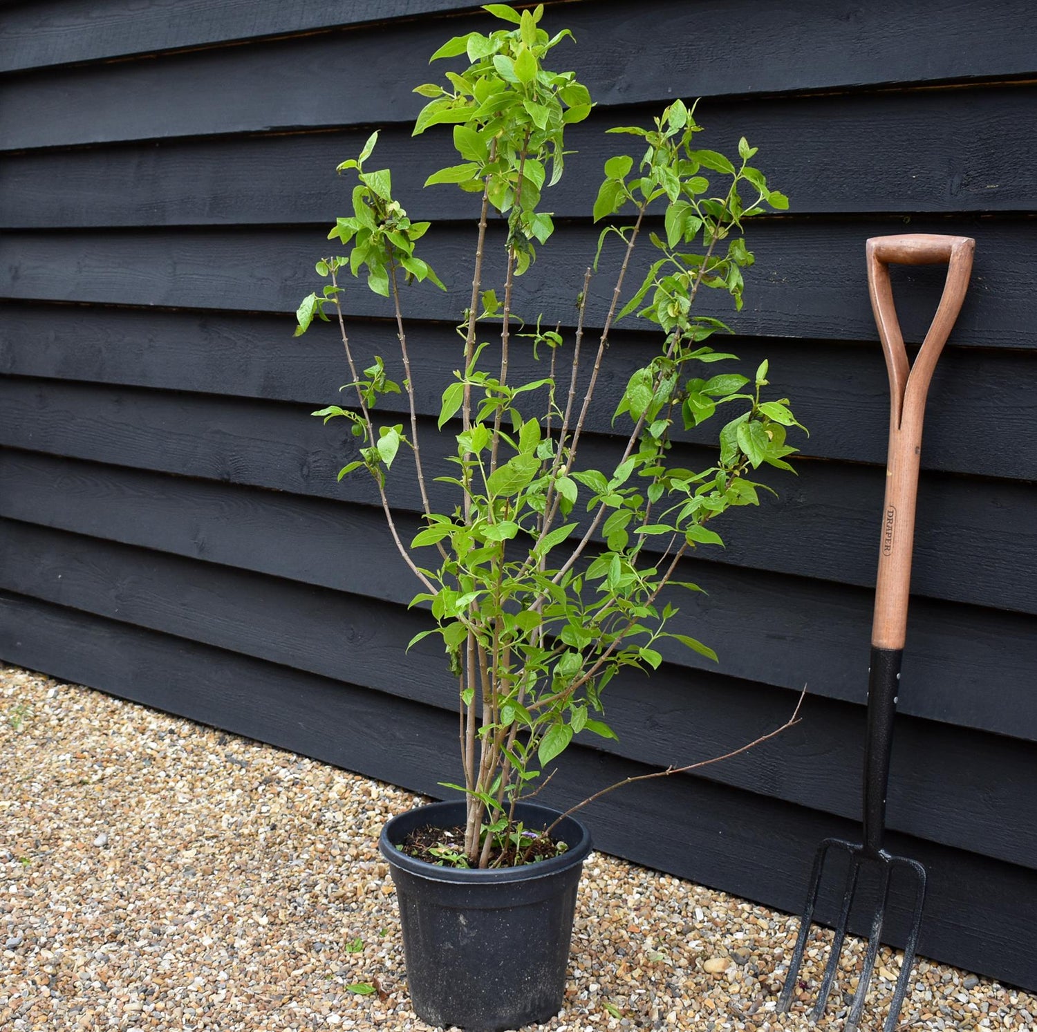 Wintersweet | Chimonanthus Praecox - Shrub - Height 100-120cm - 10lt