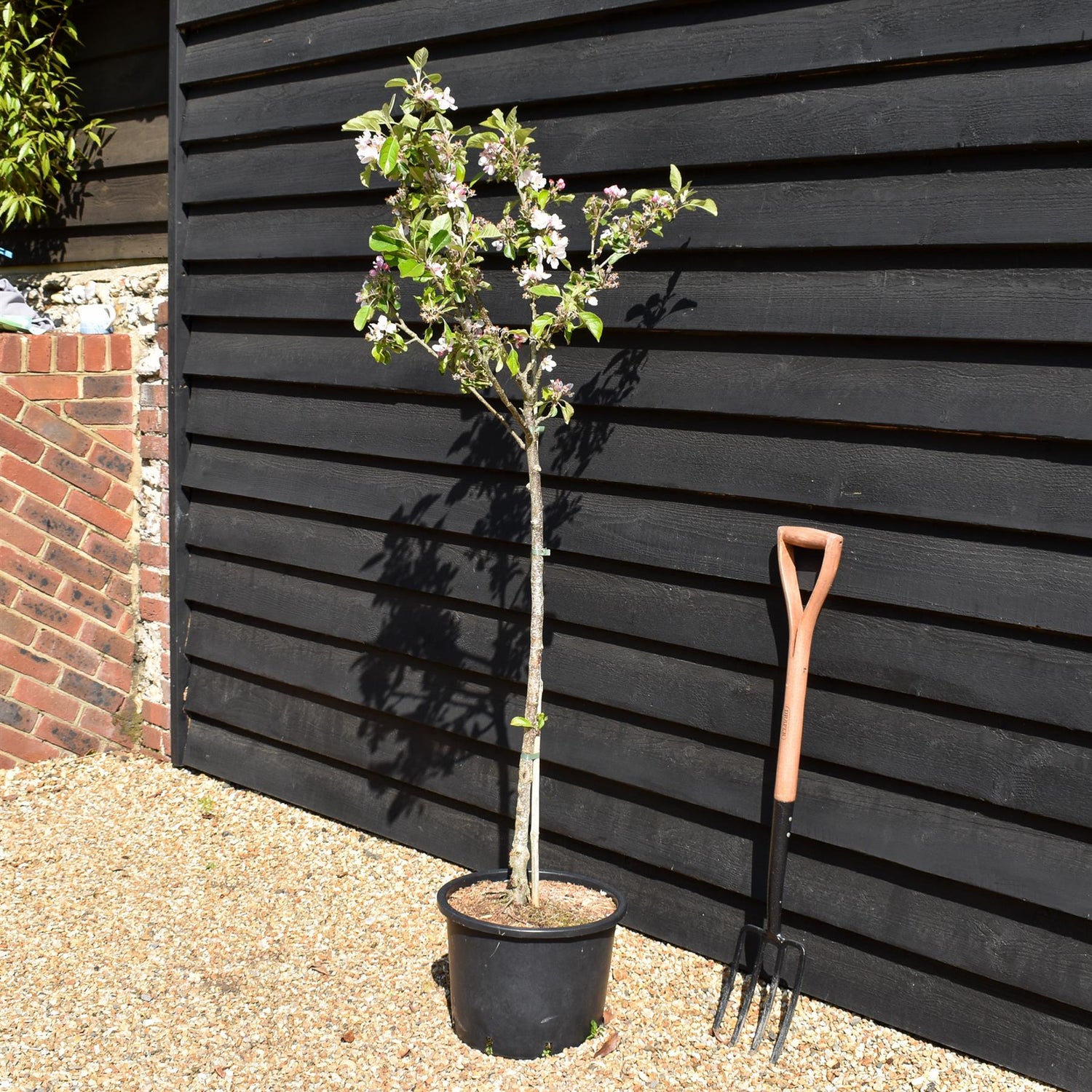 Apple tree 'Sunset' | Malus domestica - MM106 - Semi Dwarfing - Height 150-160cm - 20lt