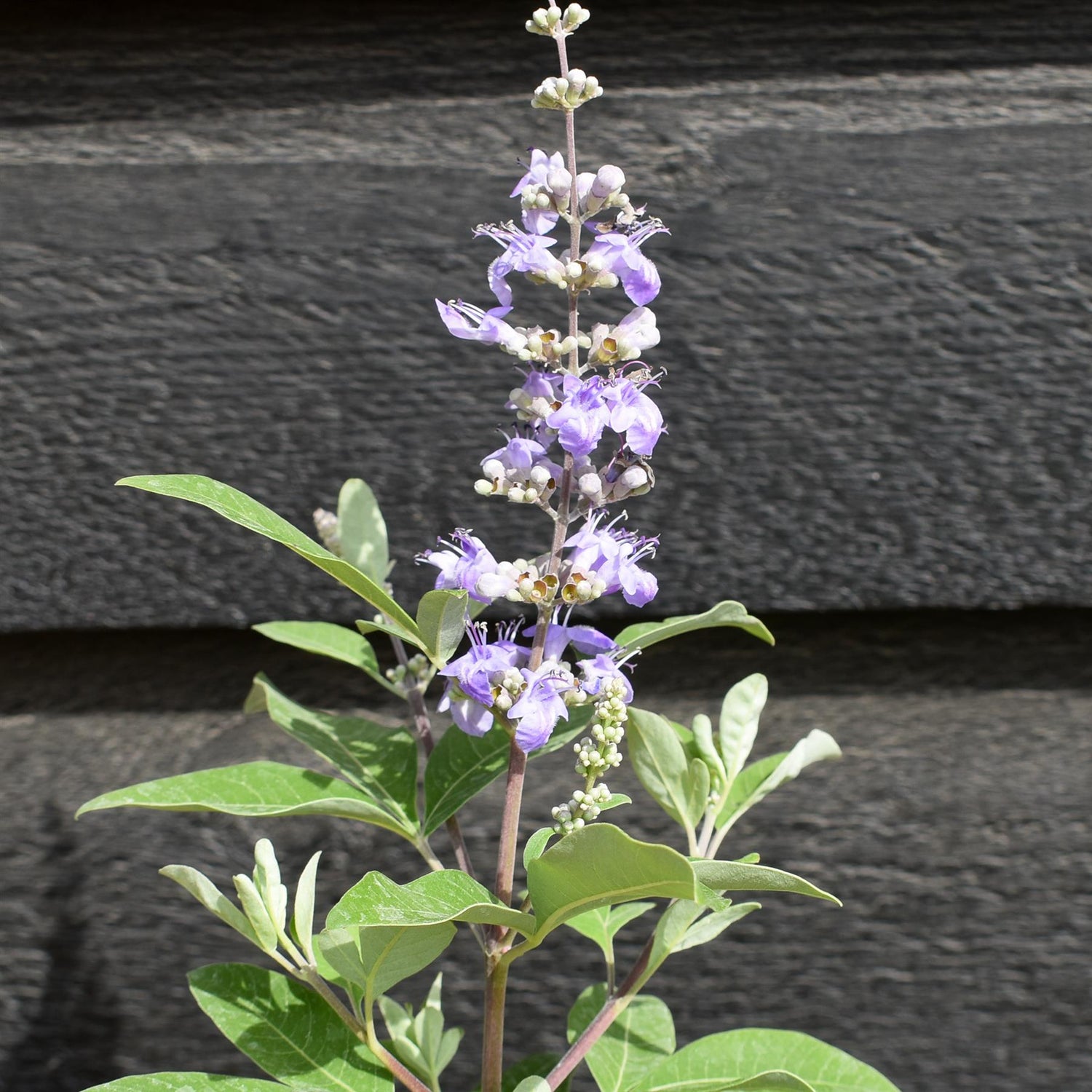 Vitex 'Chicagoland Blues' - Height 40-60cm - Bushy - 5lt