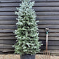 Picea pungens | Colorado Blue Spruce - 170-180cm, 55lt