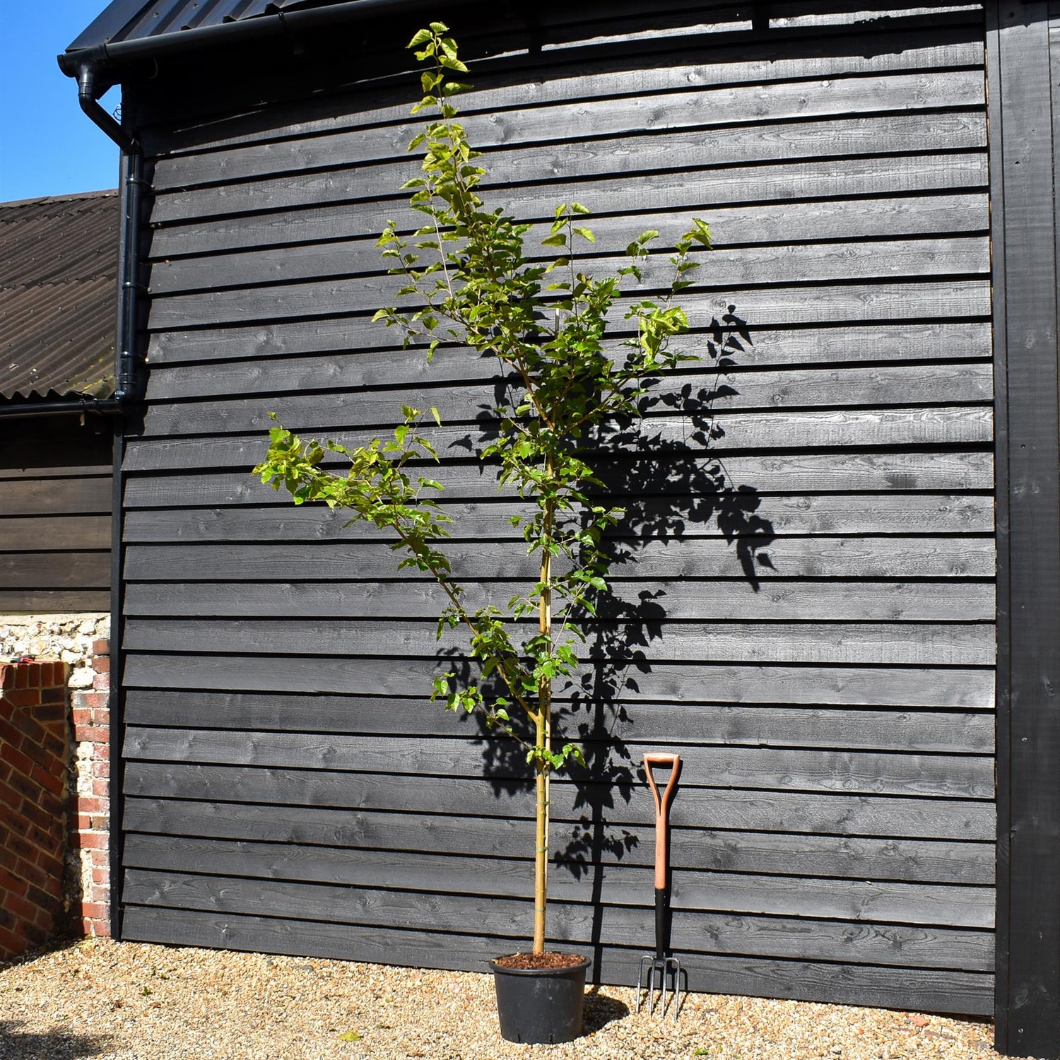 Morus alba | White Mulberry - Height 200-230cm - 20lt