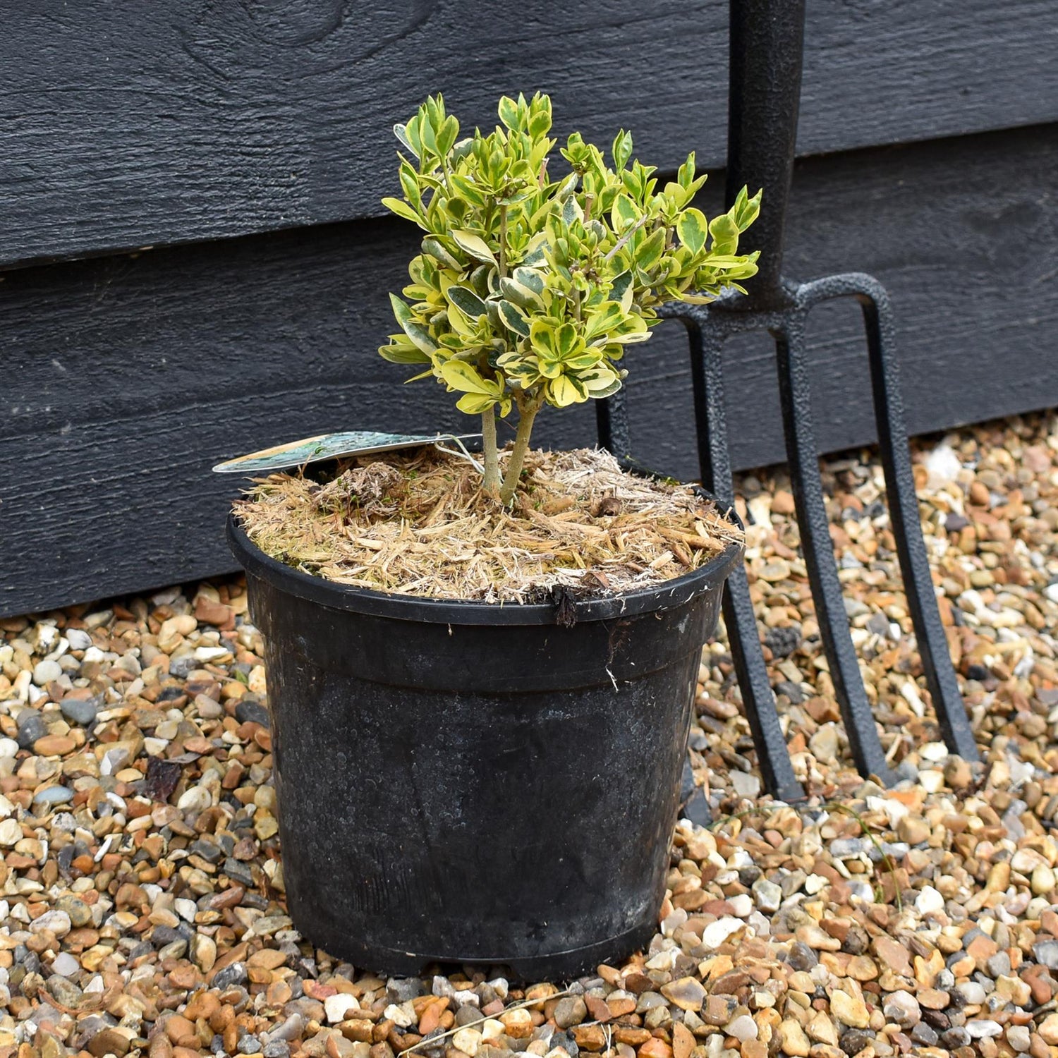 Euonymus Emerald N Gold - Height 10-15cm - 2lt