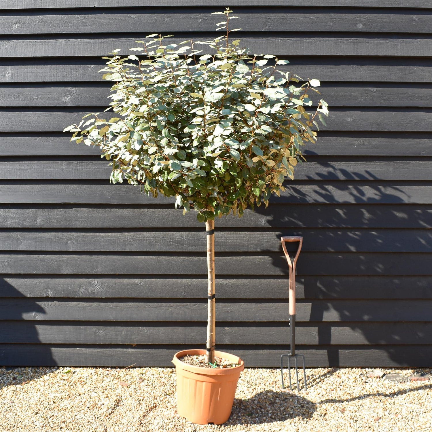 Elaeagnus Ebbingei Compacta | Oleaster 'Compacta' - Half Standard - Clear Stem 80-90cm - Height 170-180cm -30lt
