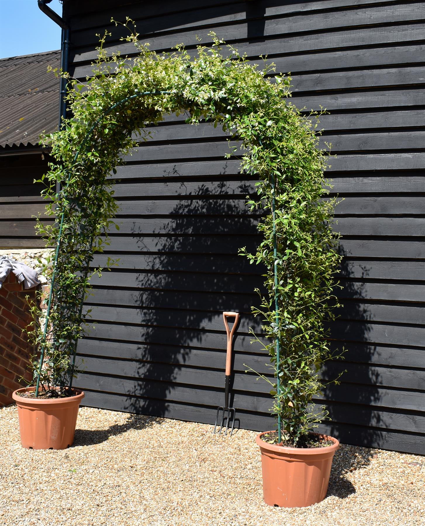 Star Jasmine | Trachelospermum jasminoides - Arch - Height 220cm-70lt