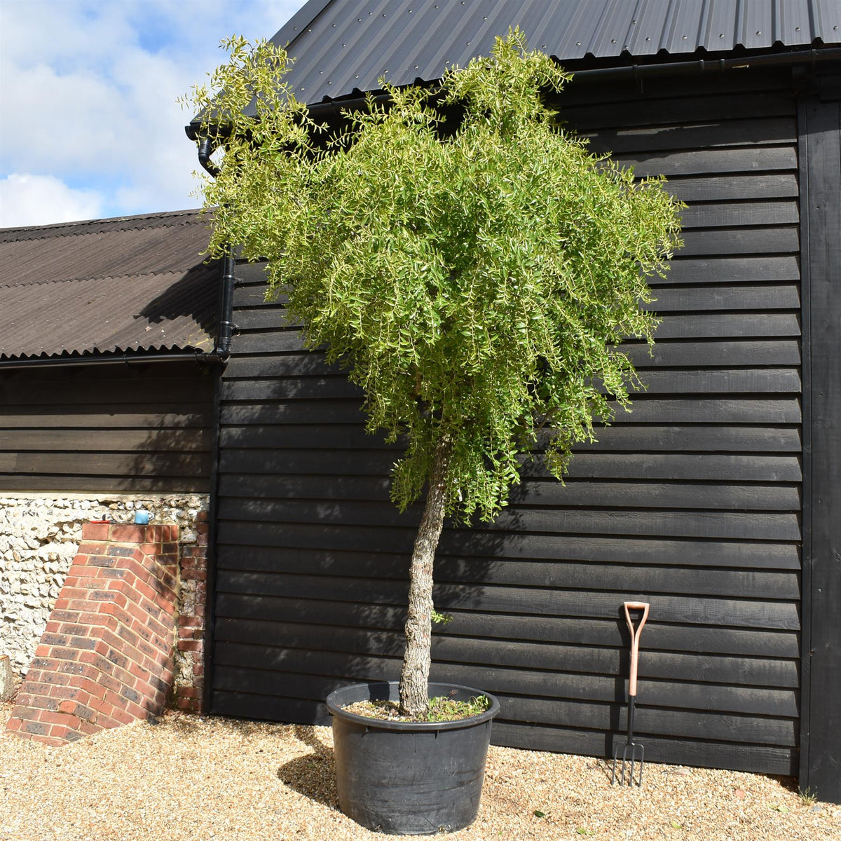 Chinese Date | Ziziphus Jujuba -  Specimen/Mature tree - Height - Height 350-400cm - 230lt