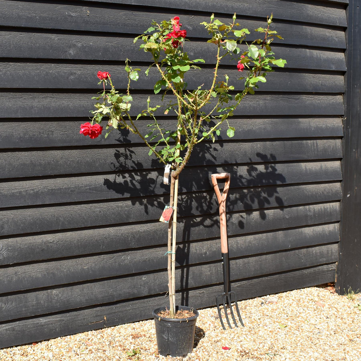 Rose 'Vermiglio Intenso' - Clear Stem 80-90cm - Height 130-160cm - 18lt
