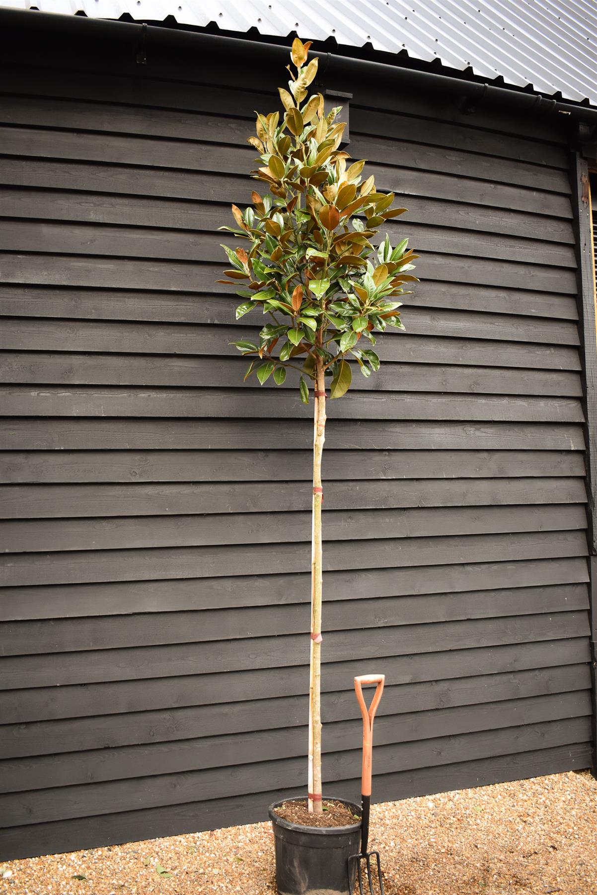 Magnolia grandiflora | Evergreen magnolia - Standard - Clear Stem 180-190cm - Girth 10-12cm - Height 350-400cm - 35lt