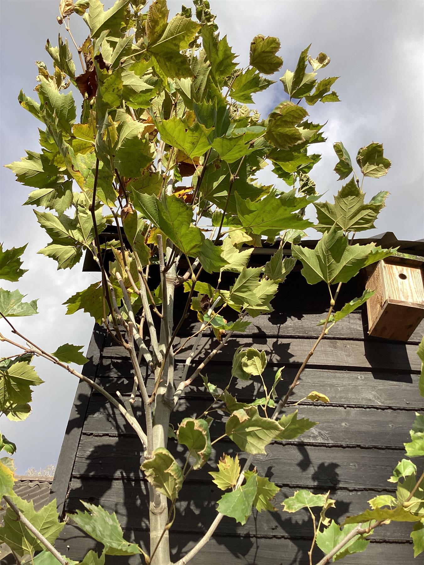 Platanus Acerifolia | London plane - 400cm-420cm - 14cm - 90lt