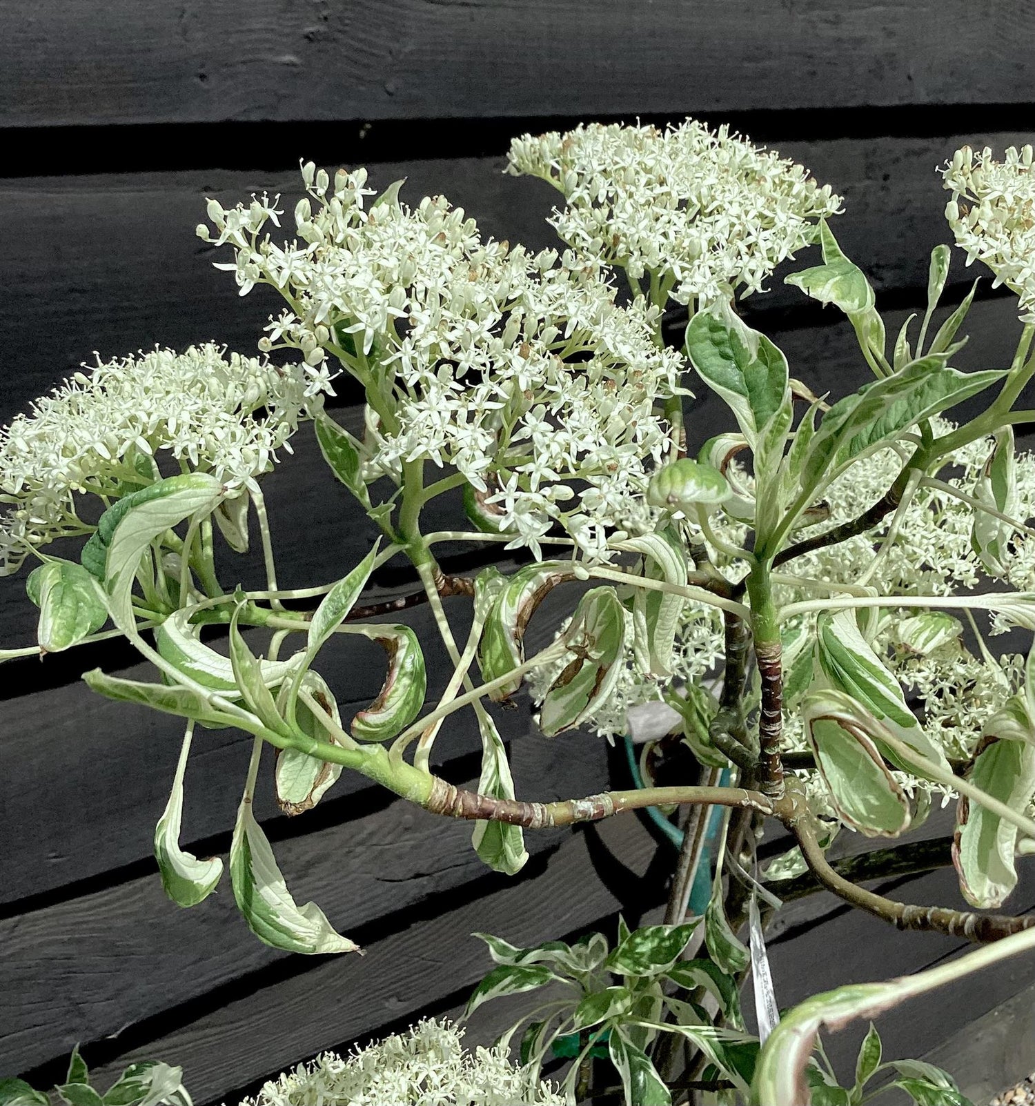 Cornus controversa 'Variegata' | Wedding Cake Tree - 100-120cm, 10lt