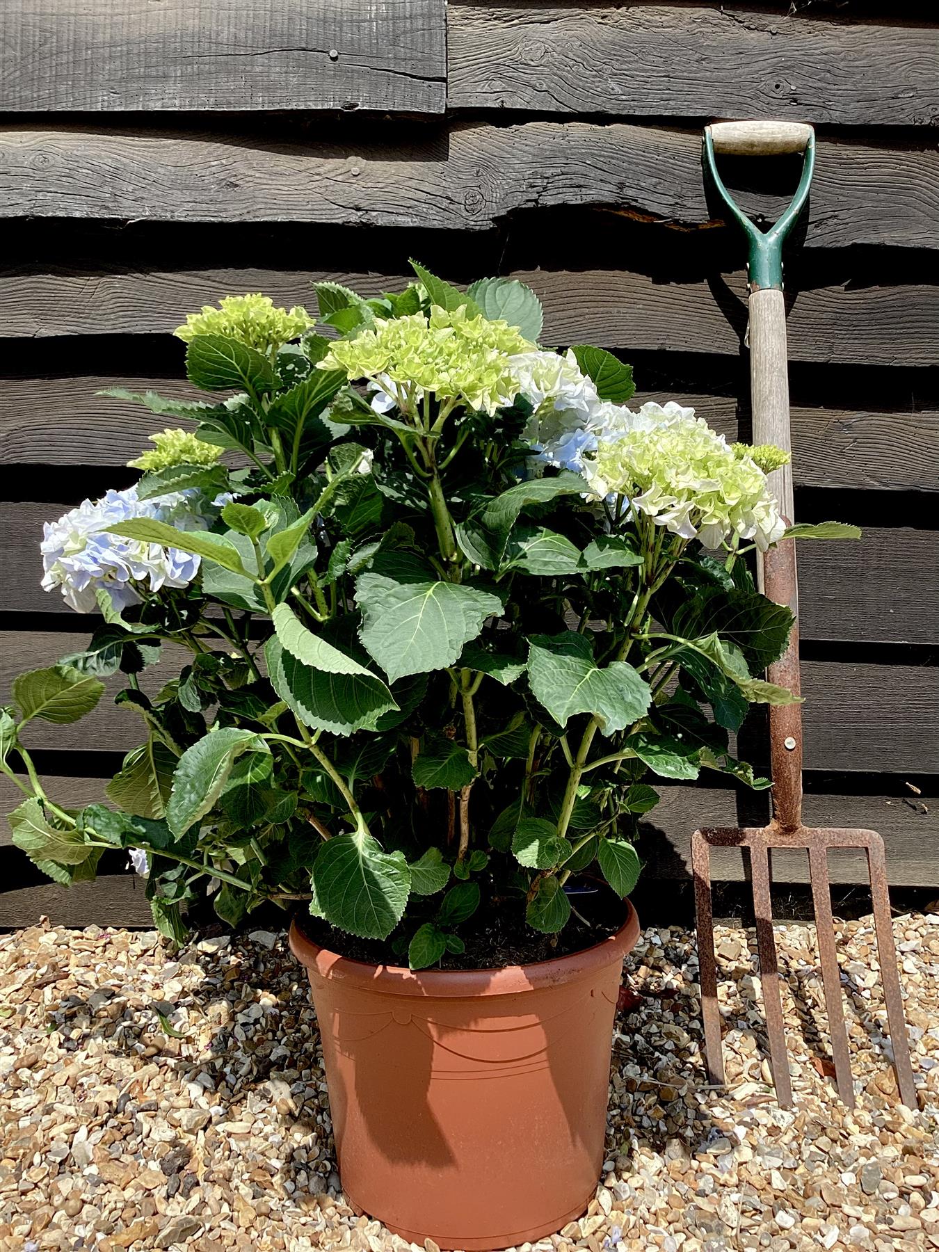 Hydrangea Original Mophead - Blue | Blue Hydrangea 50-60cm - 8lt