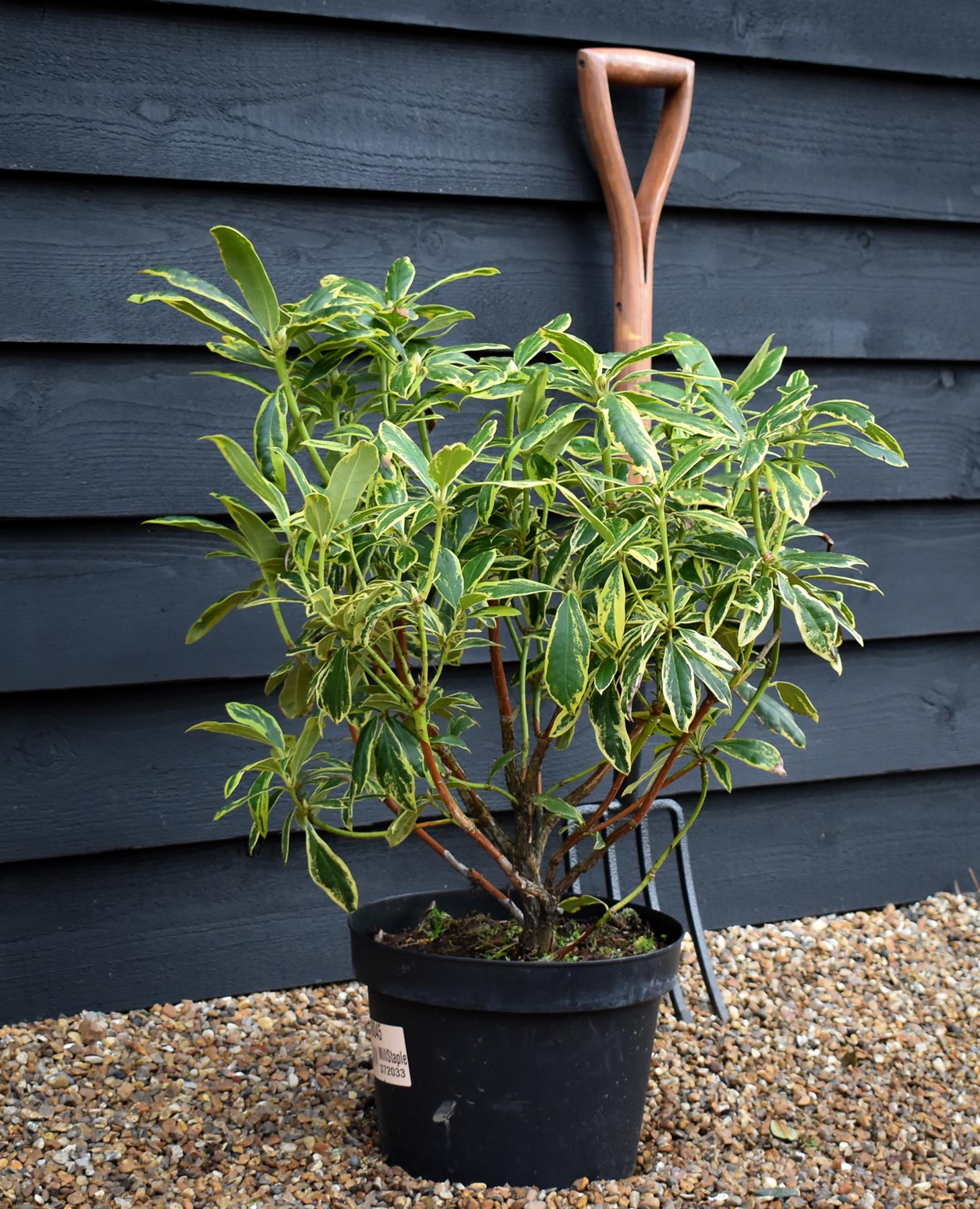 Rhododendron 'Golden Green Gift' - Shrub - Height 60-70cm - 20lt