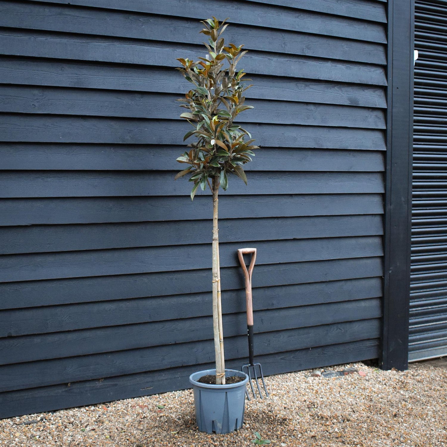 Magnolia Grandiflora 'Alta' | Southern Magnolia - Clear Stem - Height 200-220cm - 18lt