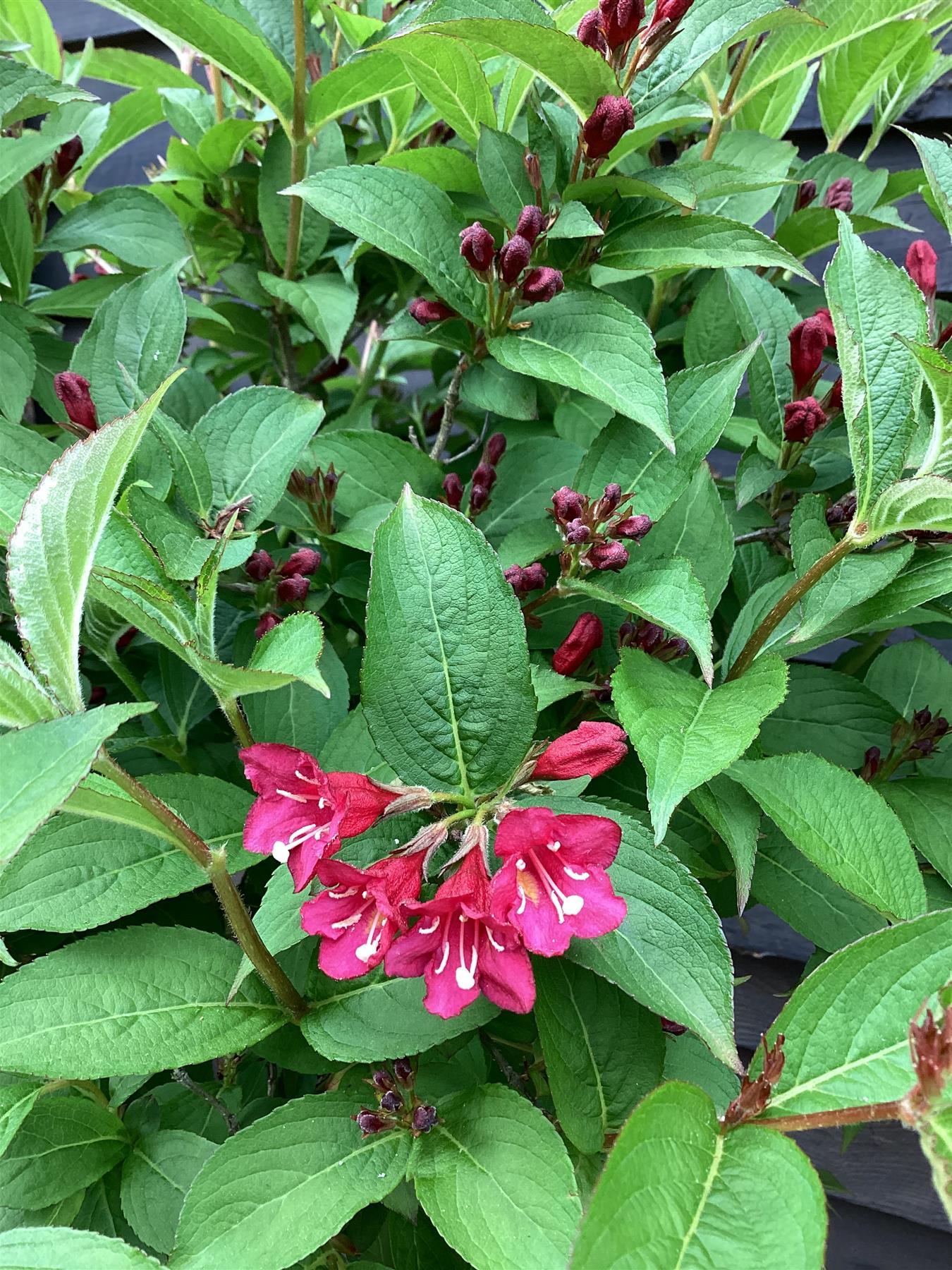 Weigela Bristol Ruby - 80-100cm - 35lt