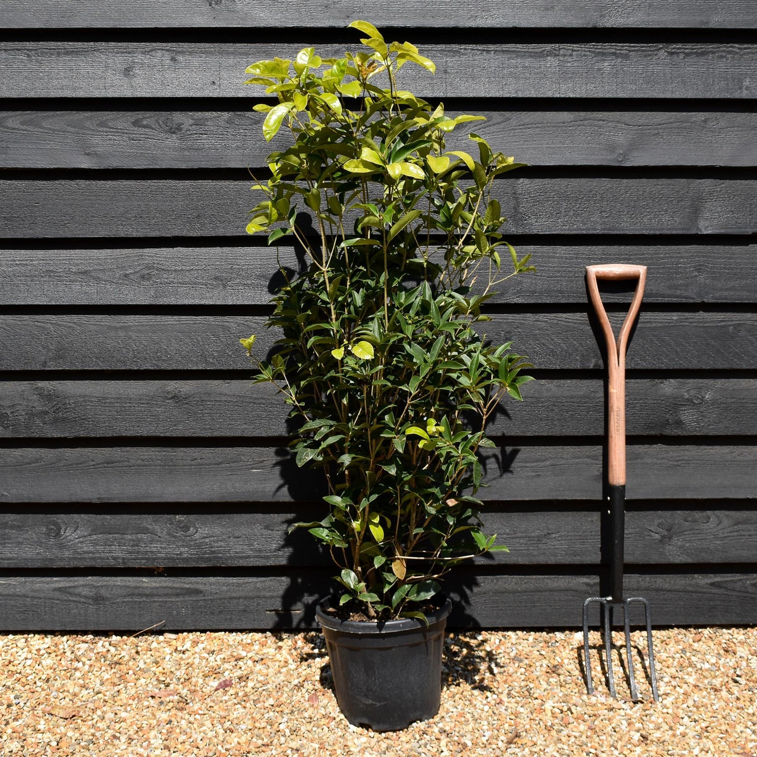 Osmanthus Fragrance - Shrub - Height 110-130cm -10lt