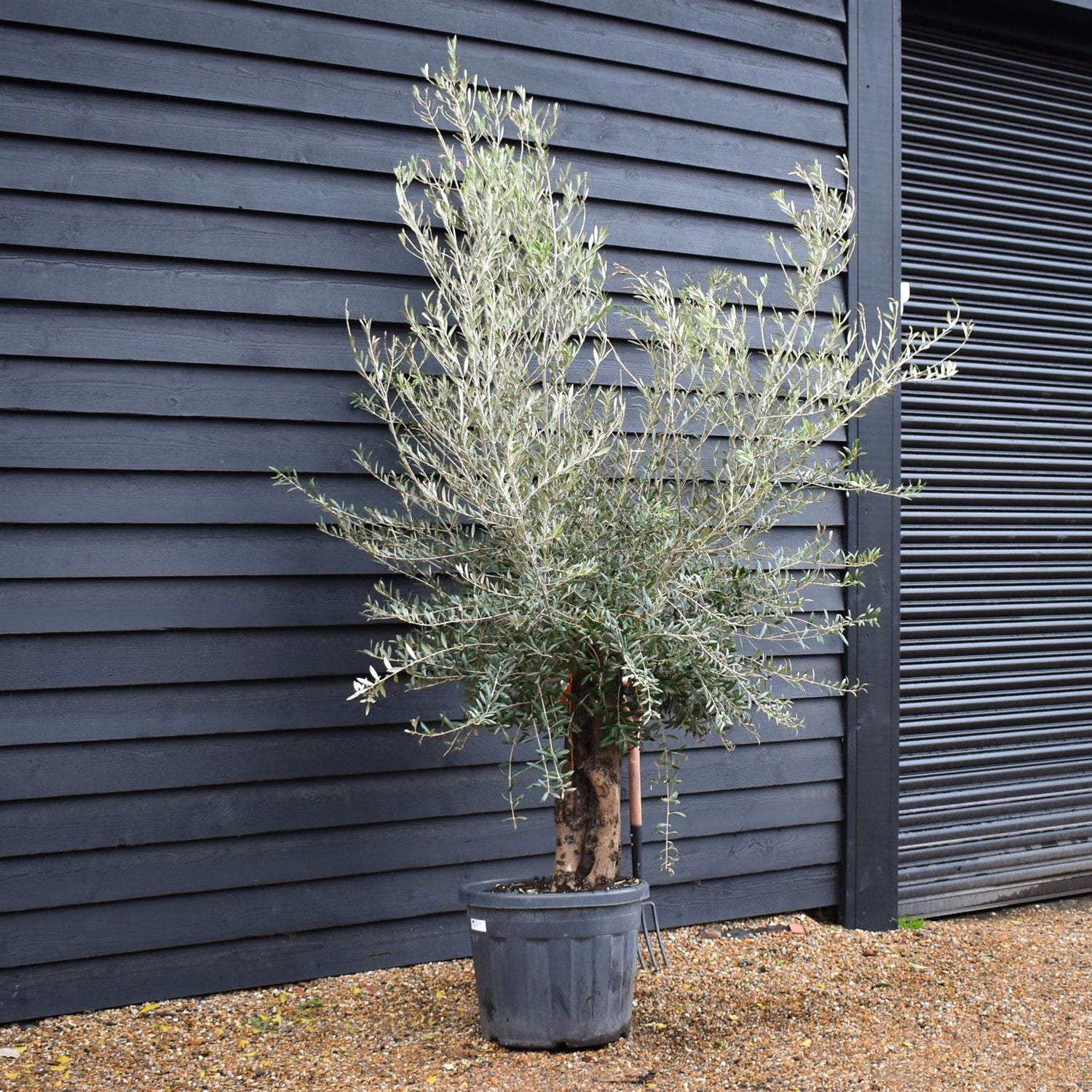 Olive Tree | Olea Europea Specimen 28A - Trunk Height 80cm - Height 220-240cm - 70lt