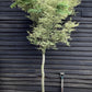 Acer palmatum 'Kagiri-nishiki' | Japanese maple 'Kagiri-nishiki' - 250-300cm, 90lt