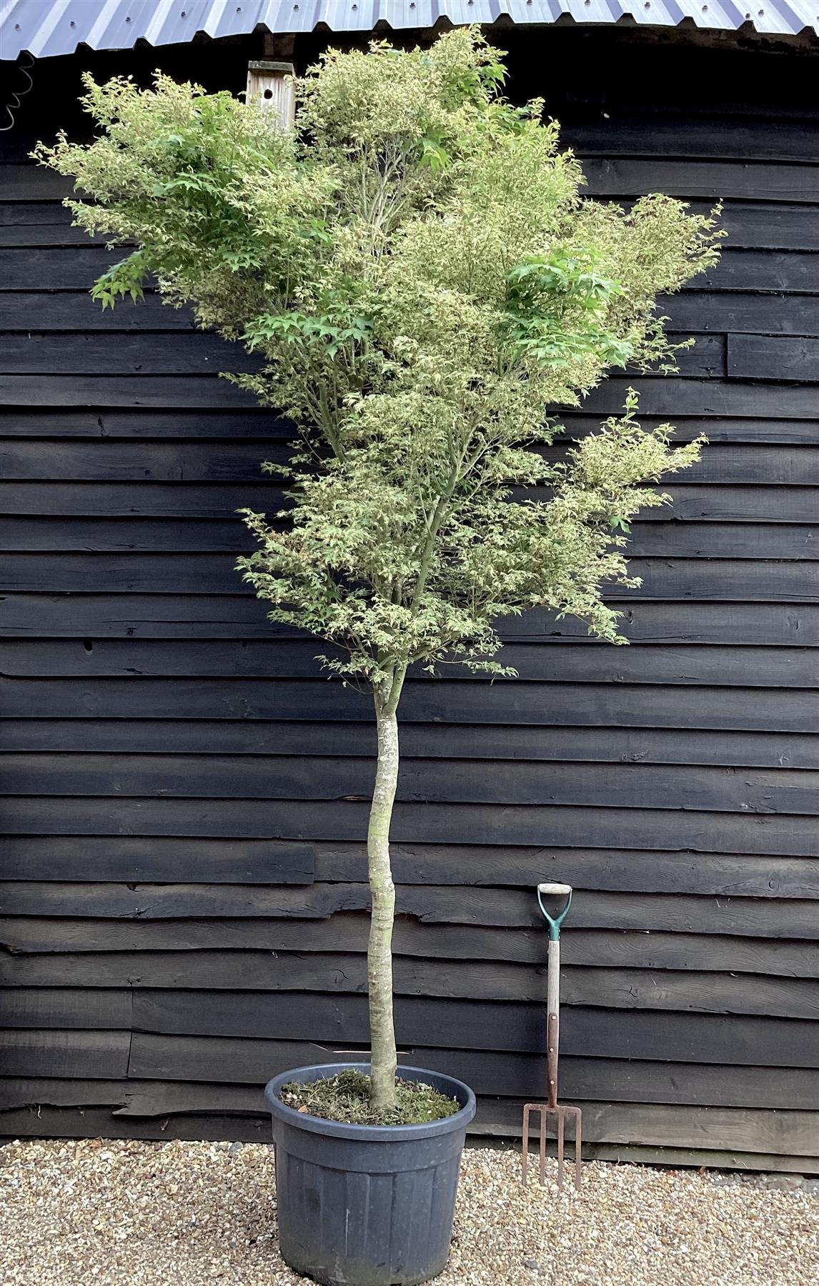 Acer palmatum 'Kagiri-nishiki' | Japanese maple 'Kagiri-nishiki' - 250-300cm, 90lt