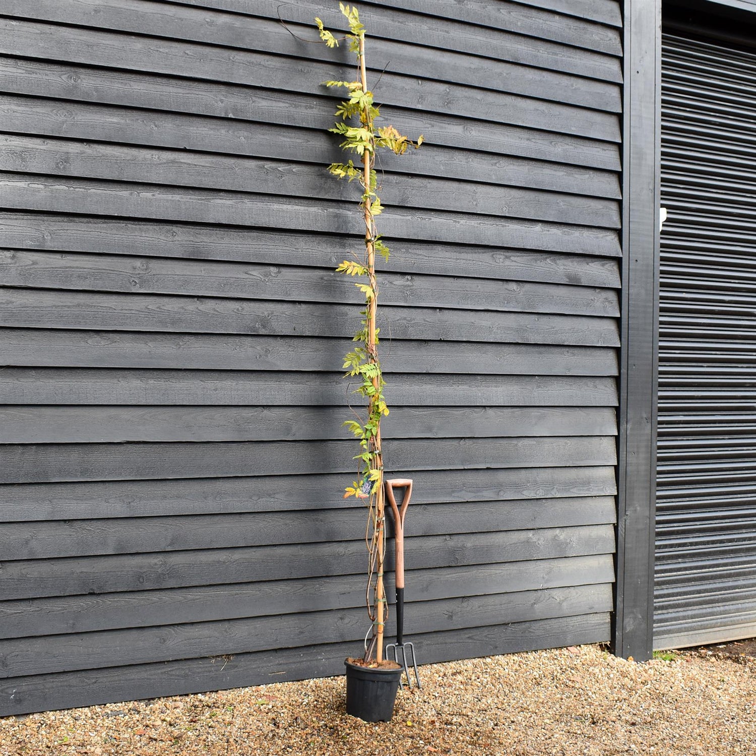 Wisteria Floribunda  'Black Dragon' - Cane - Height 180-200cm - 9lt
